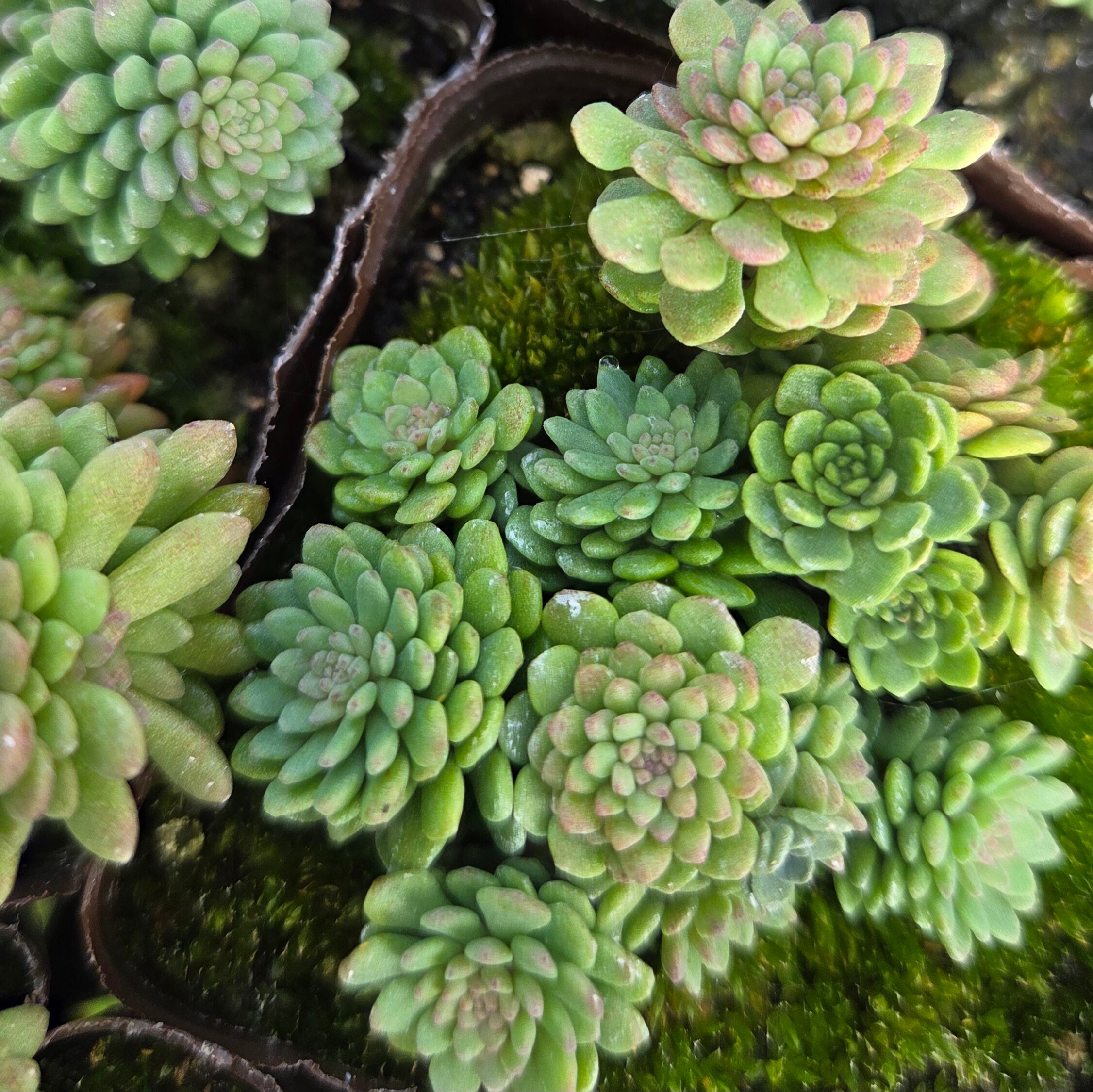 No.484 ❁ロンリーダック❁ 苗 多肉植物 寄せ植え No.484 ❁ロンリーダック❁ 苗 多肉植物 寄せ植え