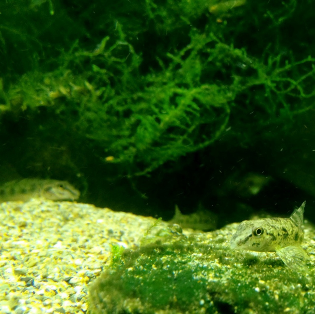 （淡水魚）ツチフキ（1匹）【生体】