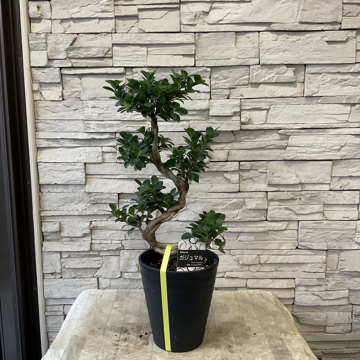 送料無料】ユーカリ ポポラス 8寸鉢 | 橋本種苗園