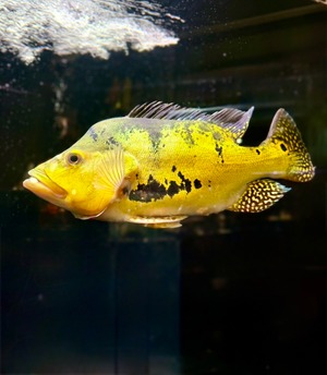 タイガーゲルベリー・ウルトラショートBIGサイズ