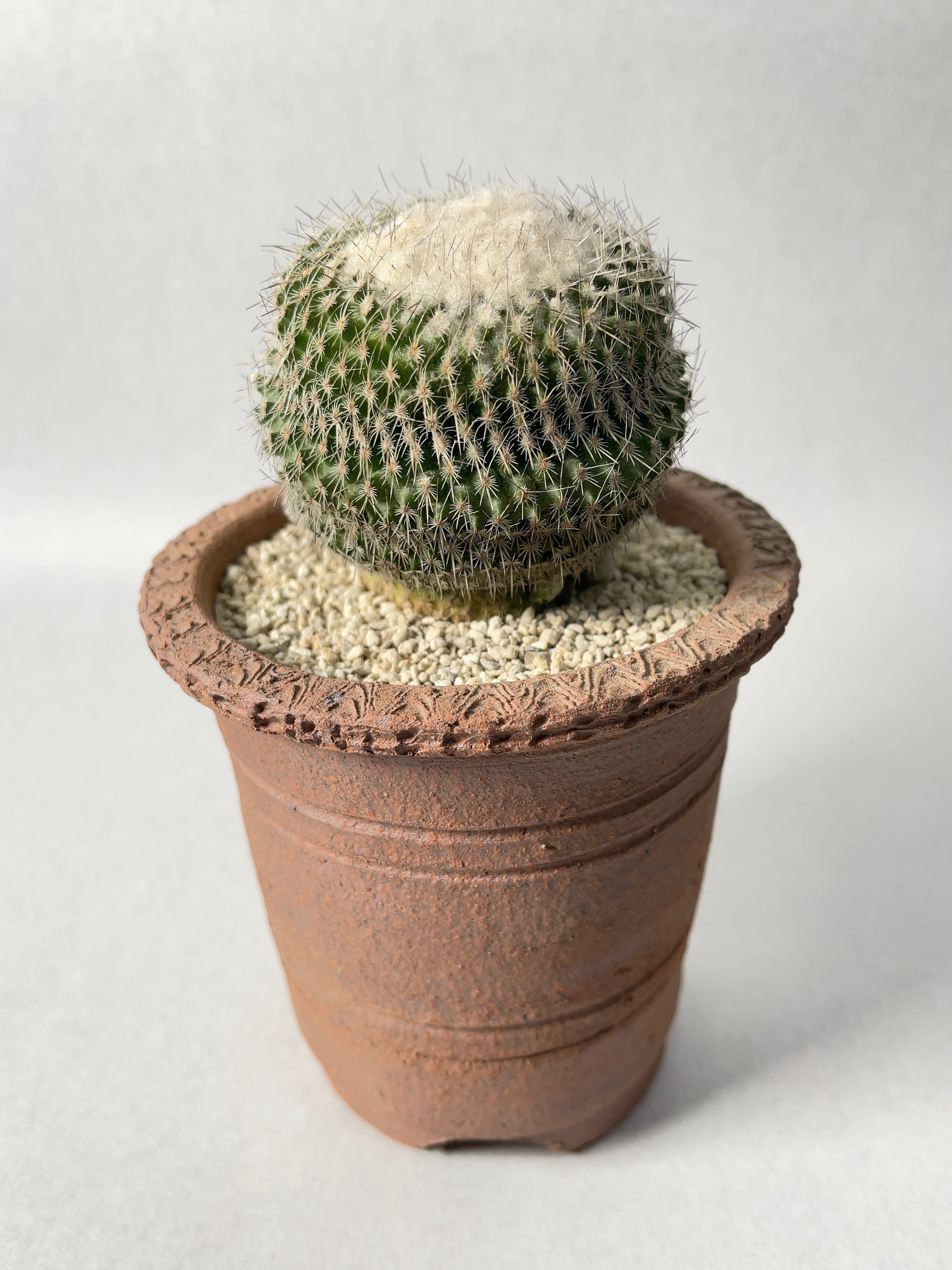 エピテランサ・かぐや姫 | trigger