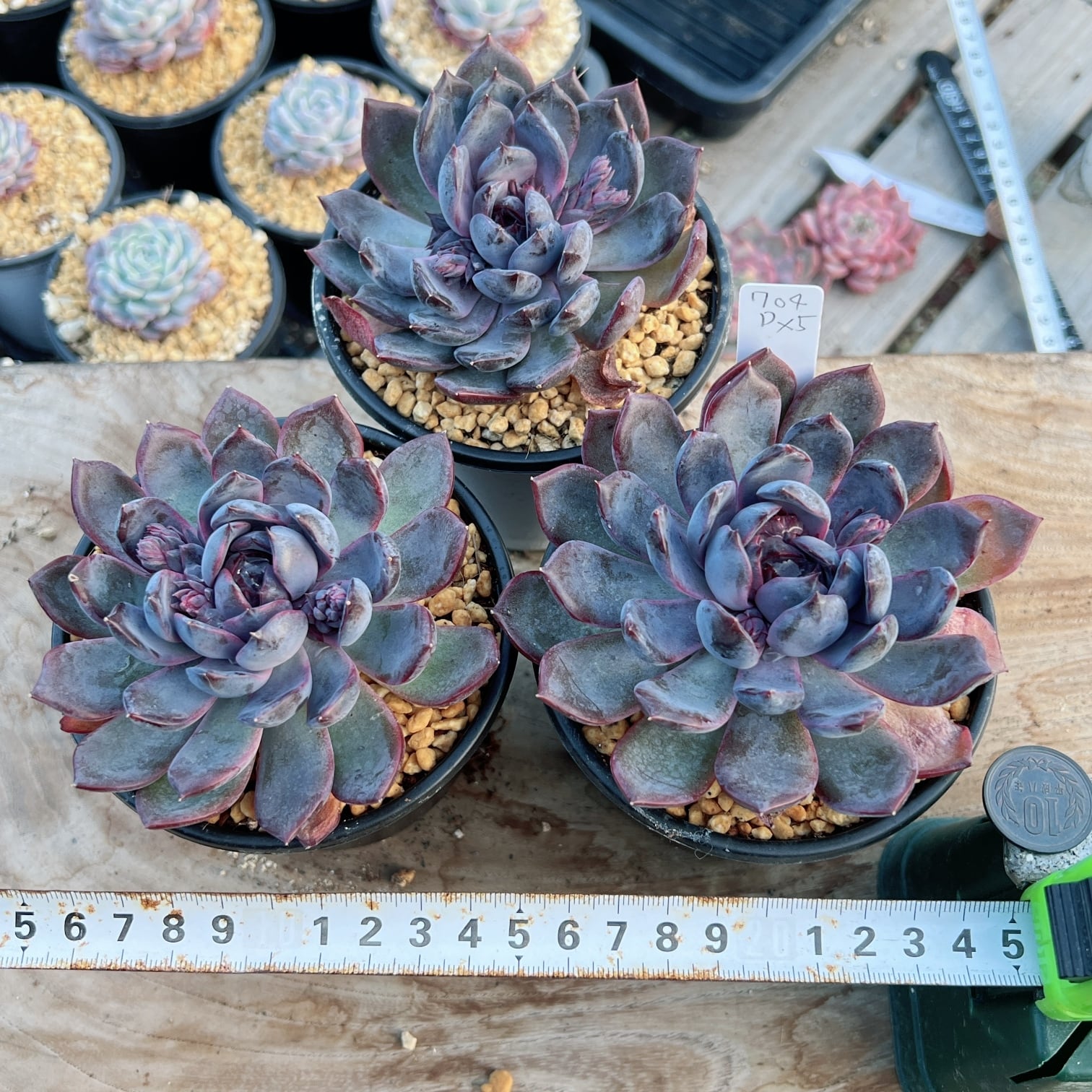 多肉植物 ダークナイト 大苗 超レア苗 韓国苗 美苗 #704 | Pay ID