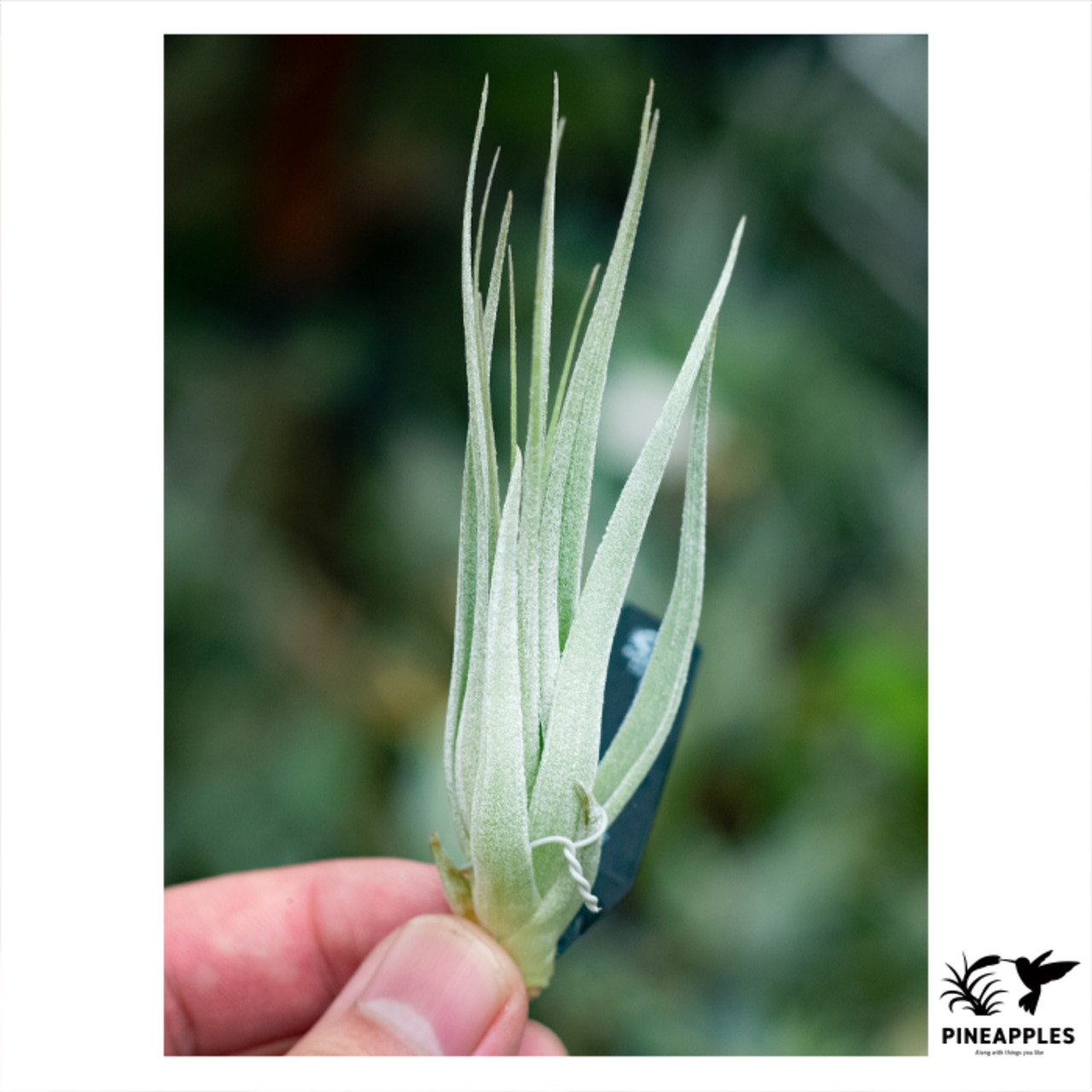 Tillandsia stricta var. piniformis - 1