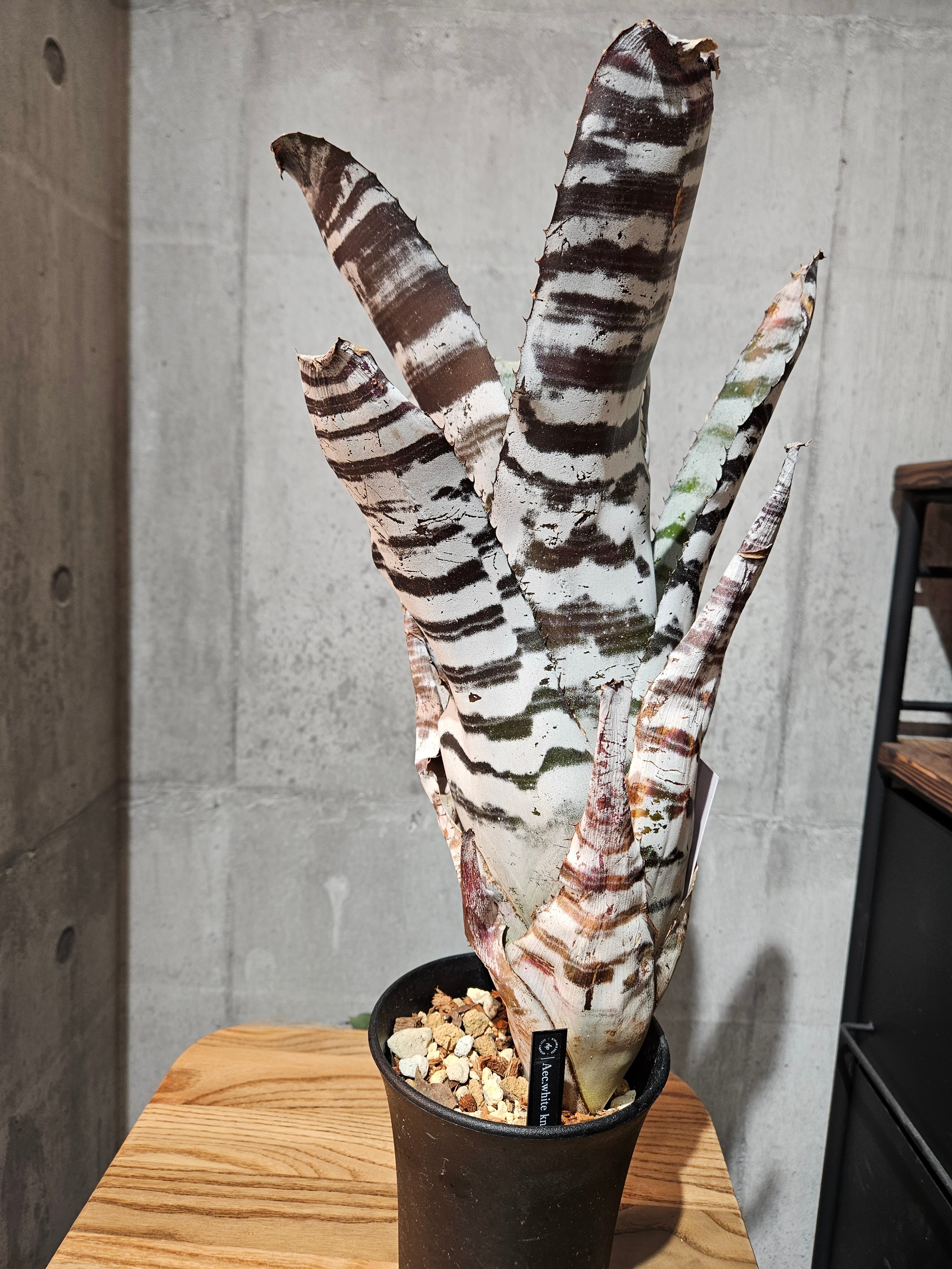 Aec.white Knight【artPLANTs/PLANTS GARAGE】エクメア/Aechmea Aec.white Knight【artPLANTs/PLANTS GARAGE】エクメア/Aechmea