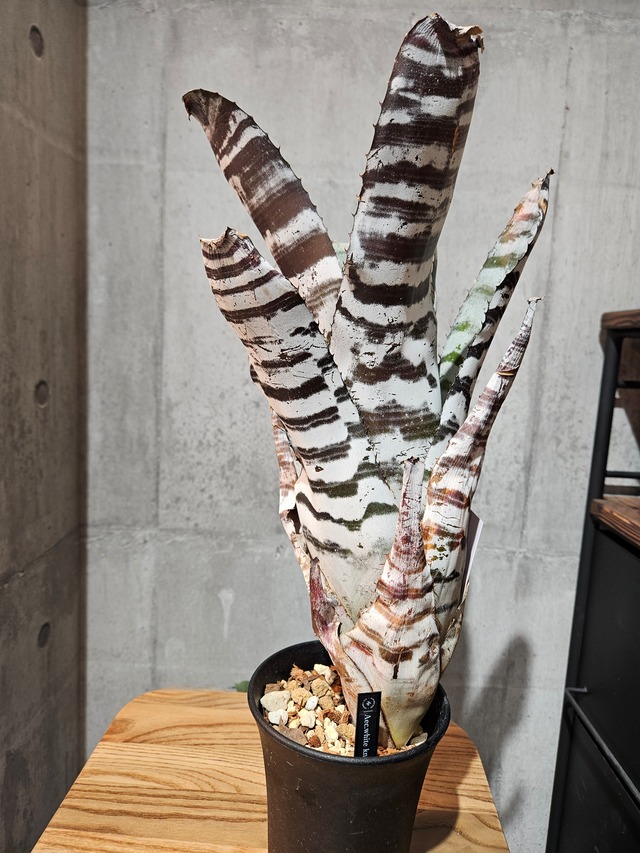 Aec.white Knight【artPLANTs/PLANTS GARAGE】エクメア/Aechmea/タンクブロメリア