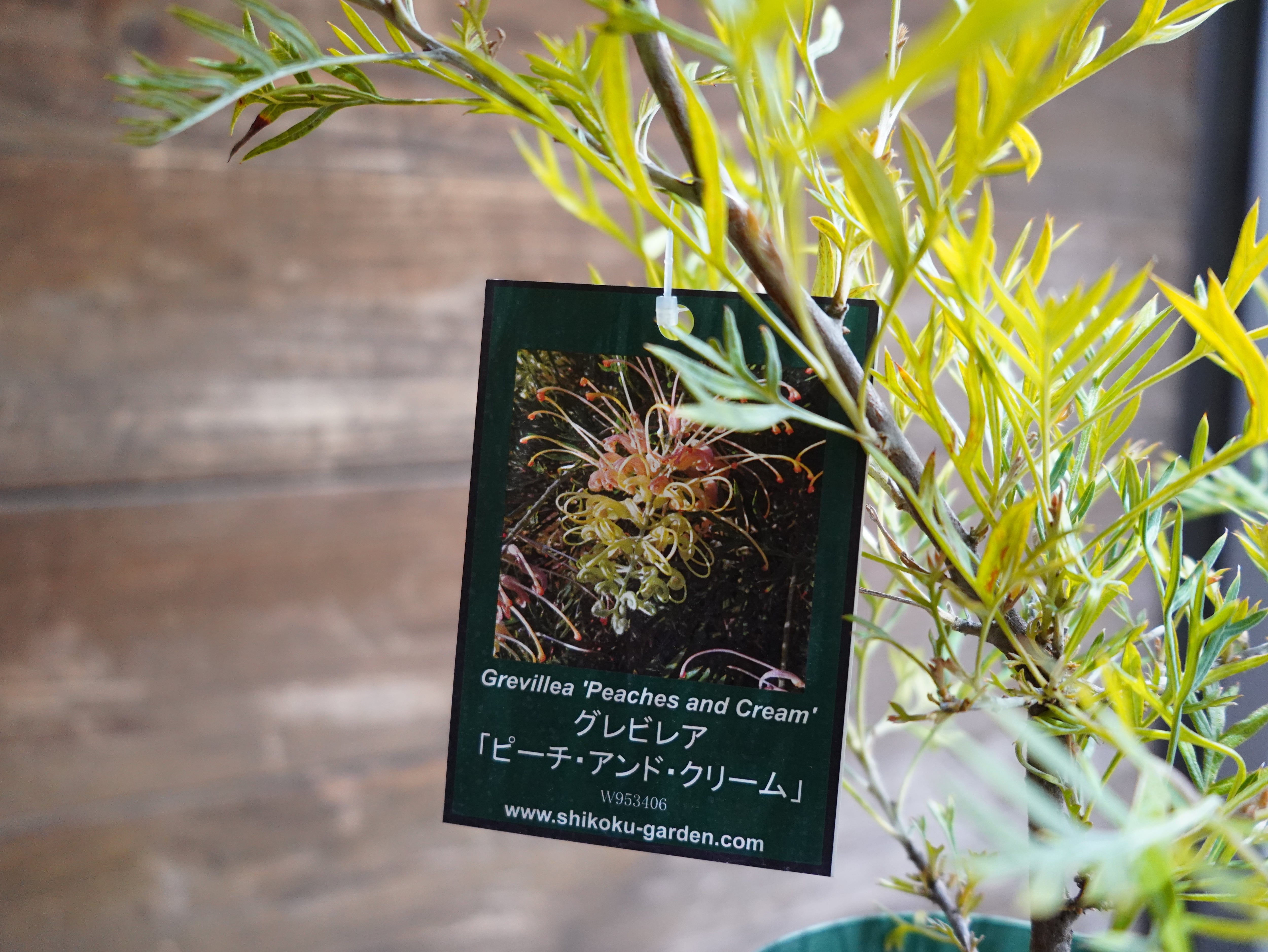 【現物】グレビレア　”ピーチアンドクリーム”　B