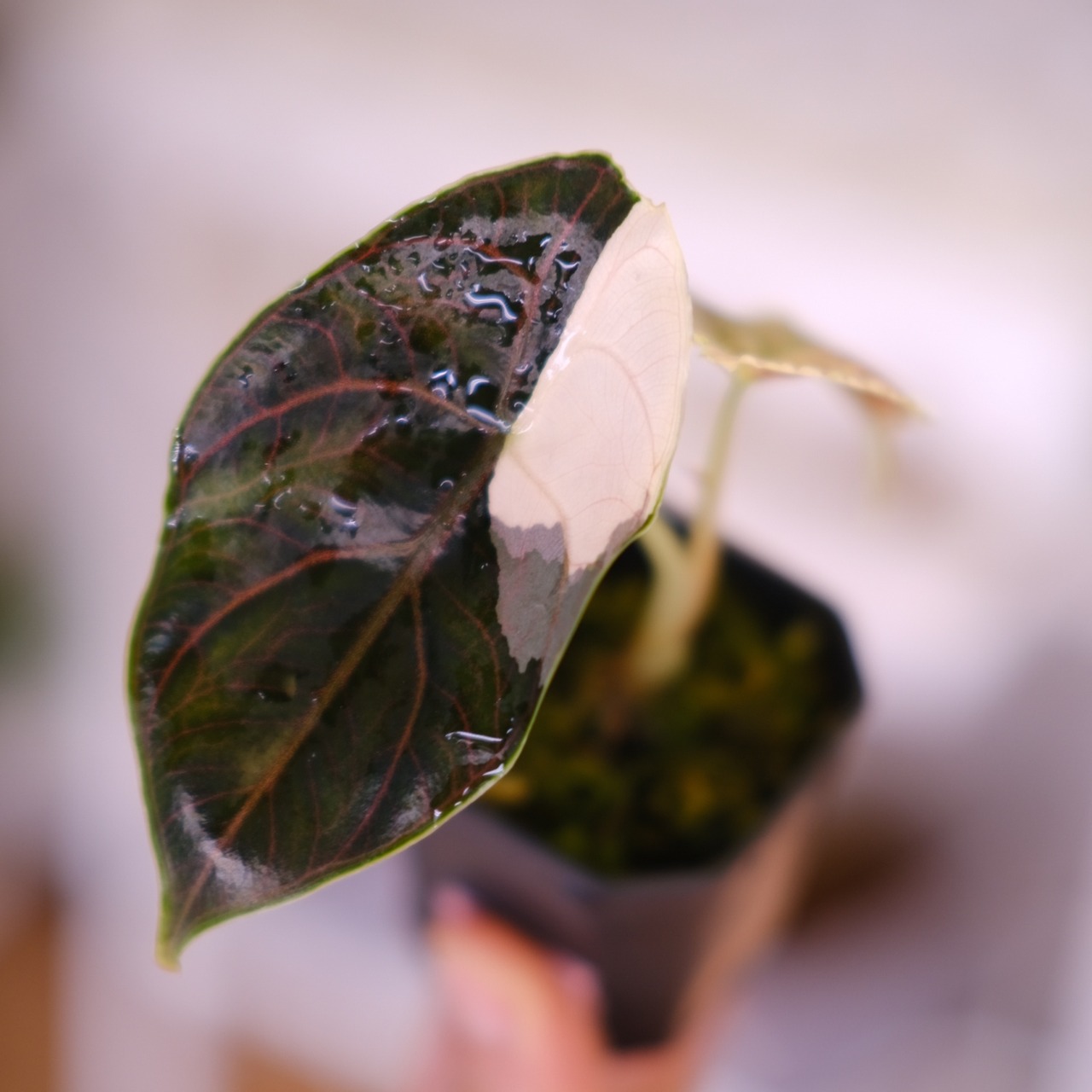 アロカシア アズラニー アルボ│Alocasia azlanii albo│観葉植物