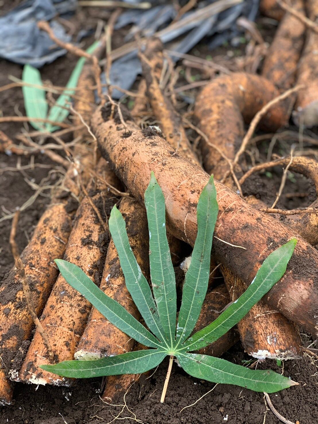 キャッサバ芋 箱込み20kg MANDIOCA CASSAVA【新鮮品質】 【公式通販】