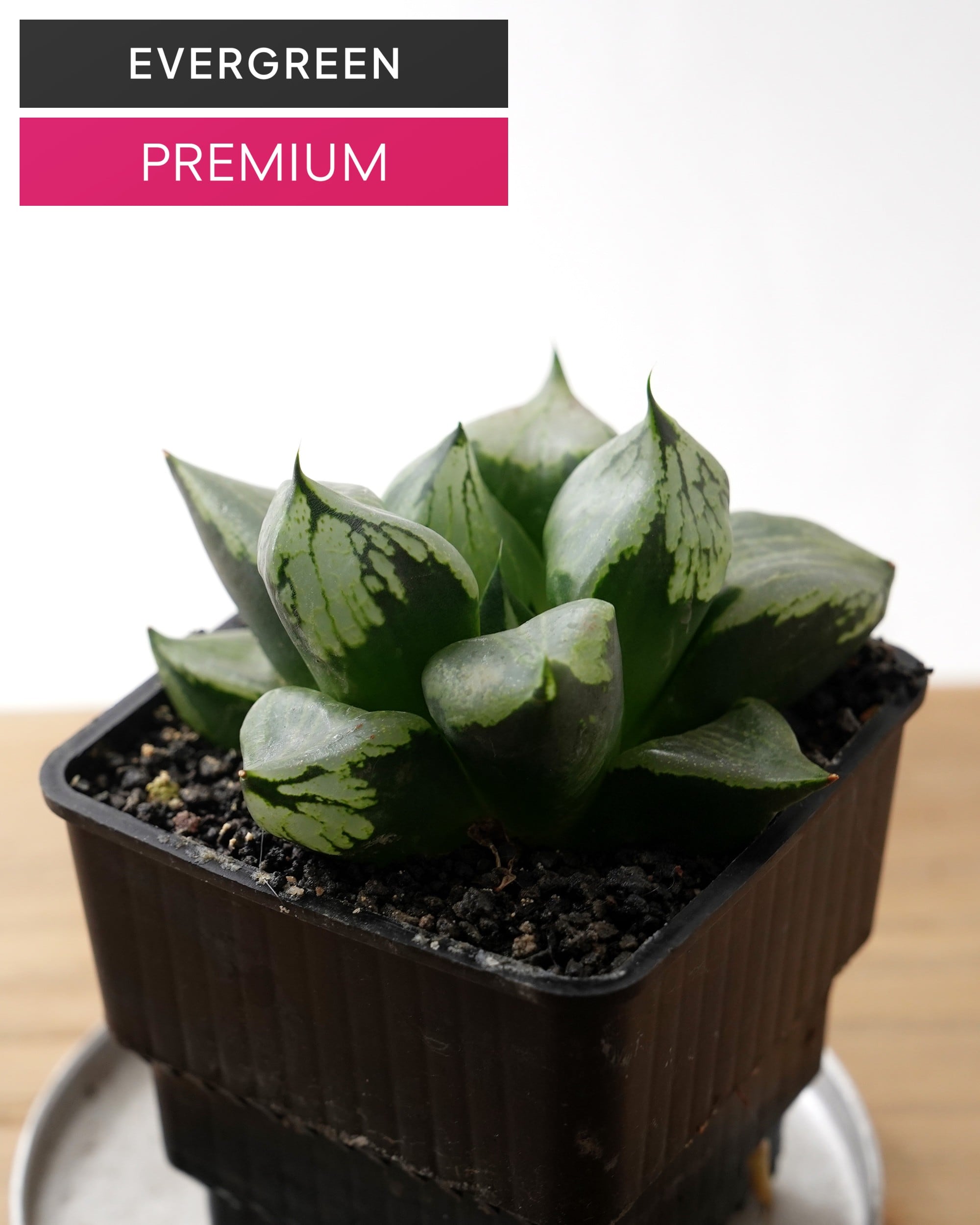 ブランド・レア度 | PUKUBOOK SUCCULENTS