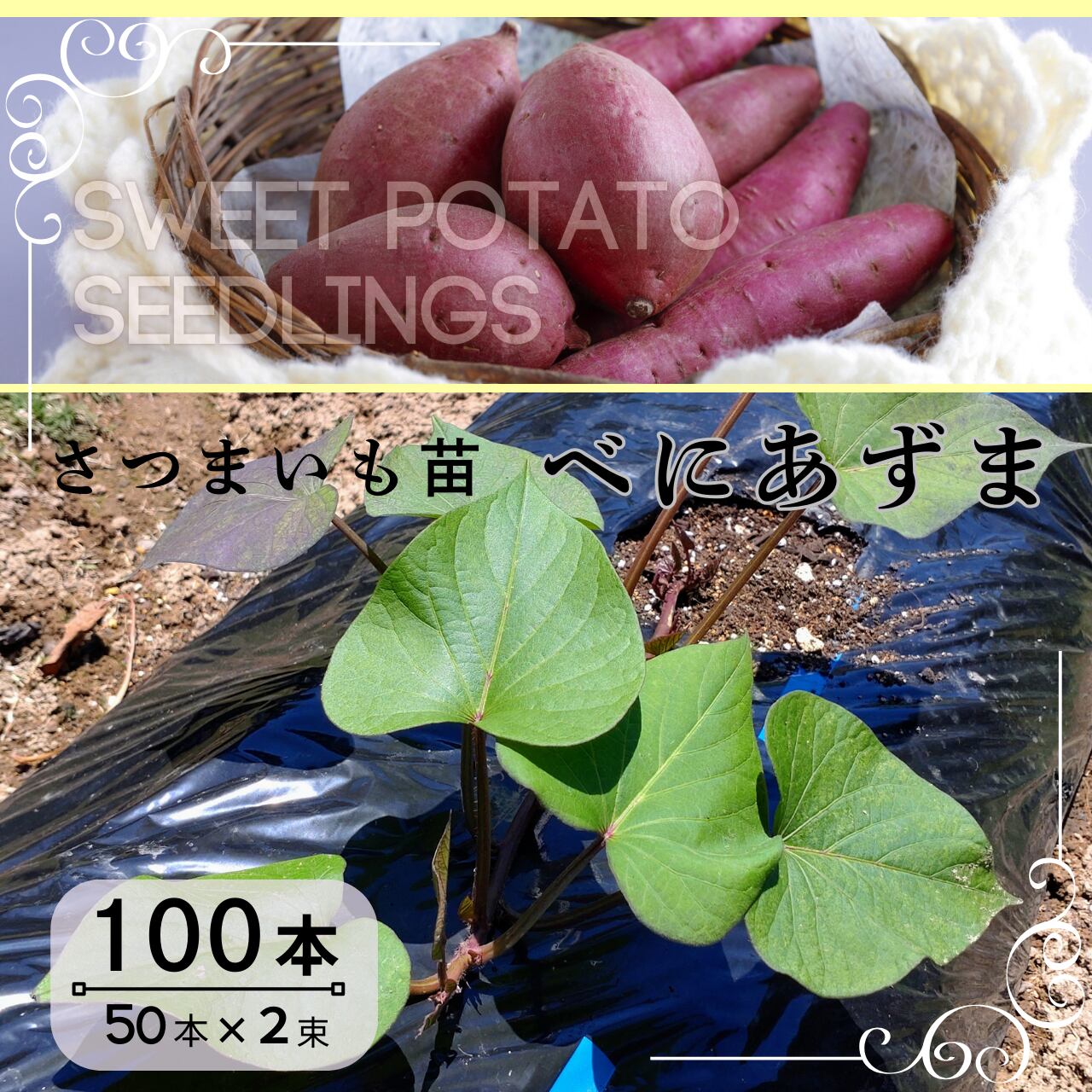 べにはるか切り苗 200本 さつまいも苗【紅はるか200本】【今欲しい方
