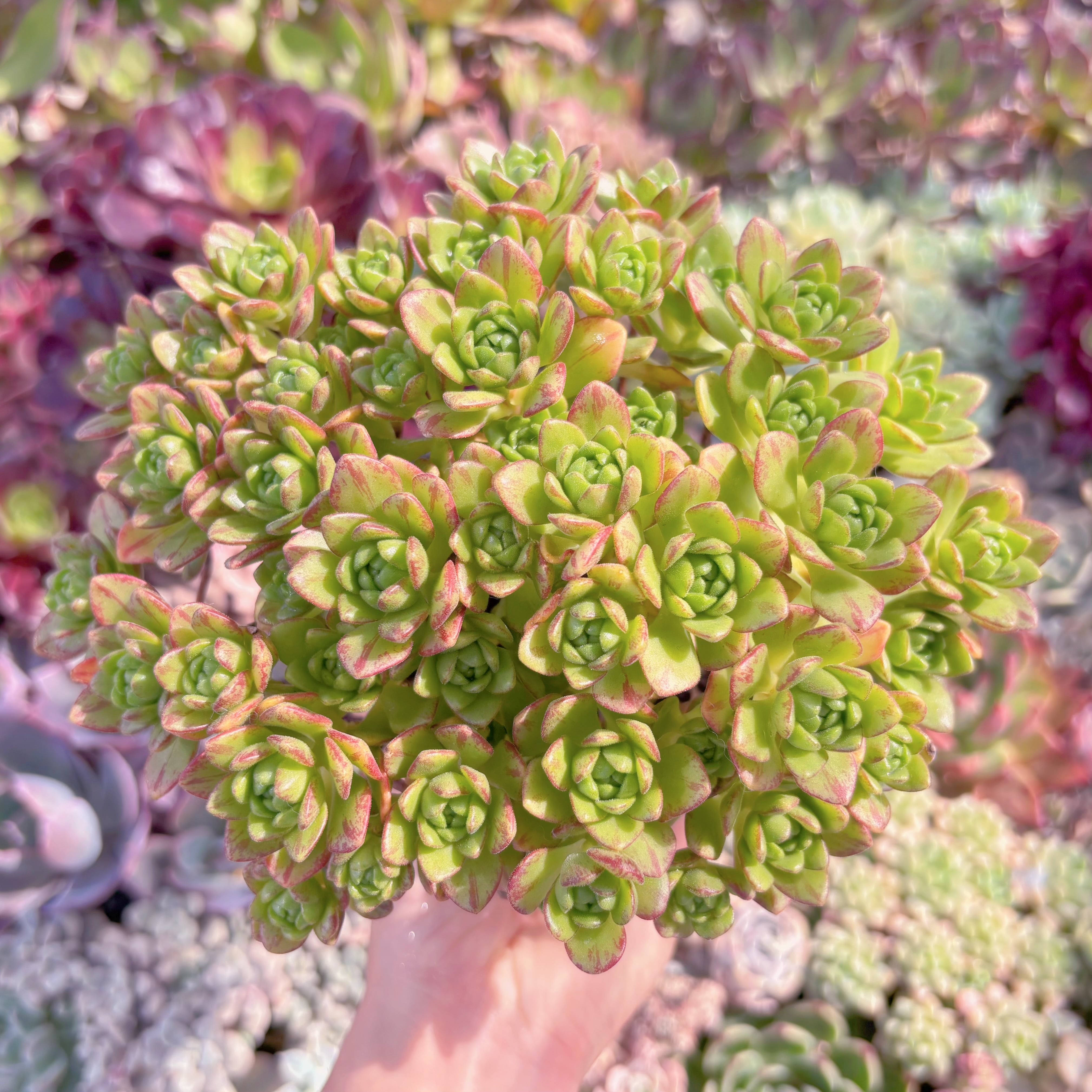 現品　little fox#1146　群生　新入荷　るる農園