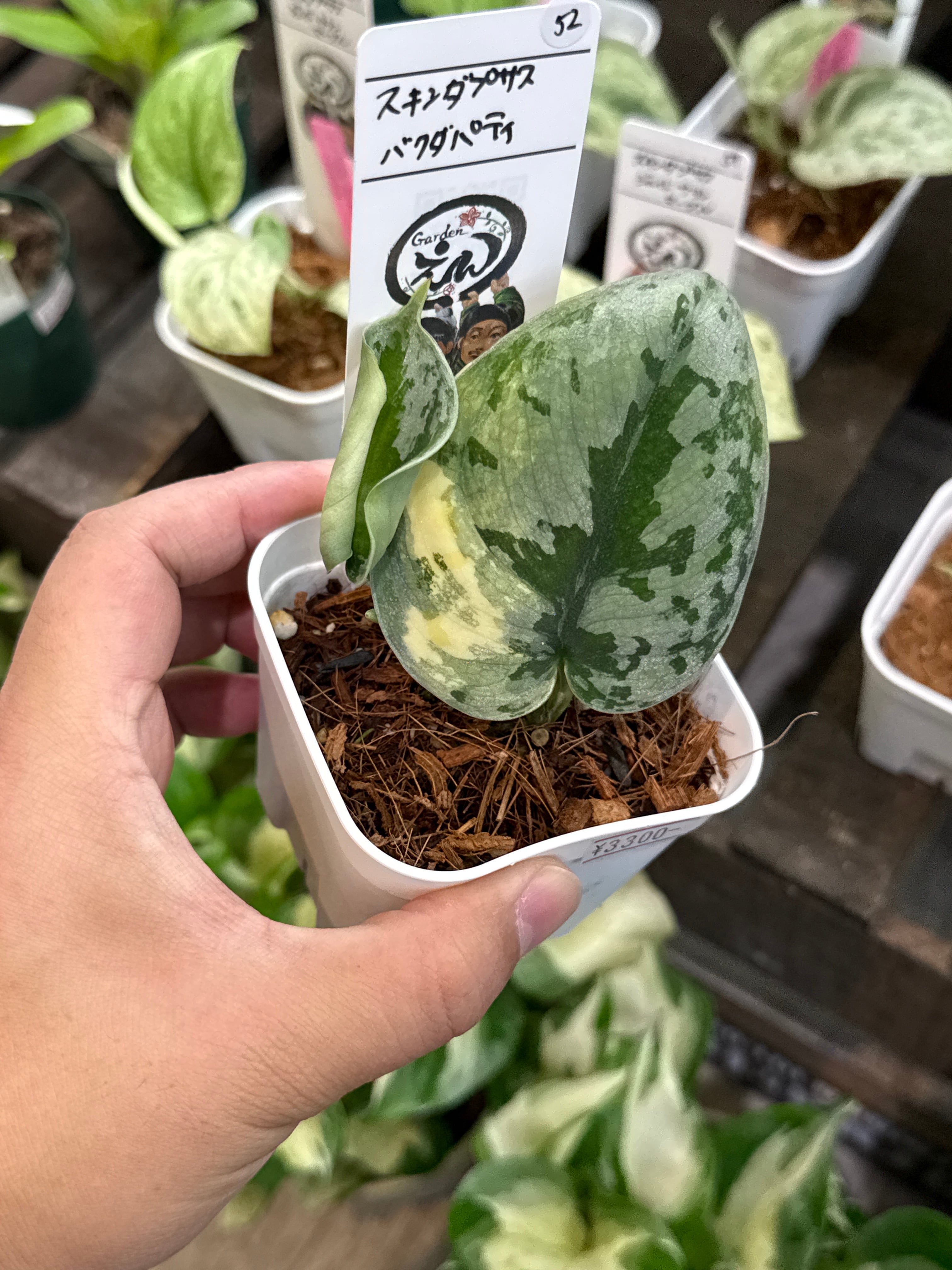 52.. スキンダプサス バクダパティ | Gardenえん 【観葉熱帯植物】