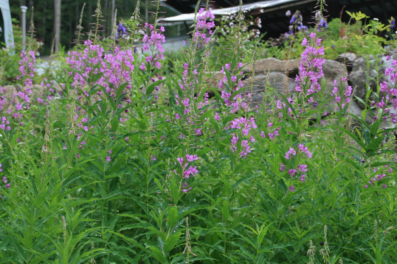 ヤナギラン（柳蘭）７，５〜９ｃｍポット【山野草】の画像03