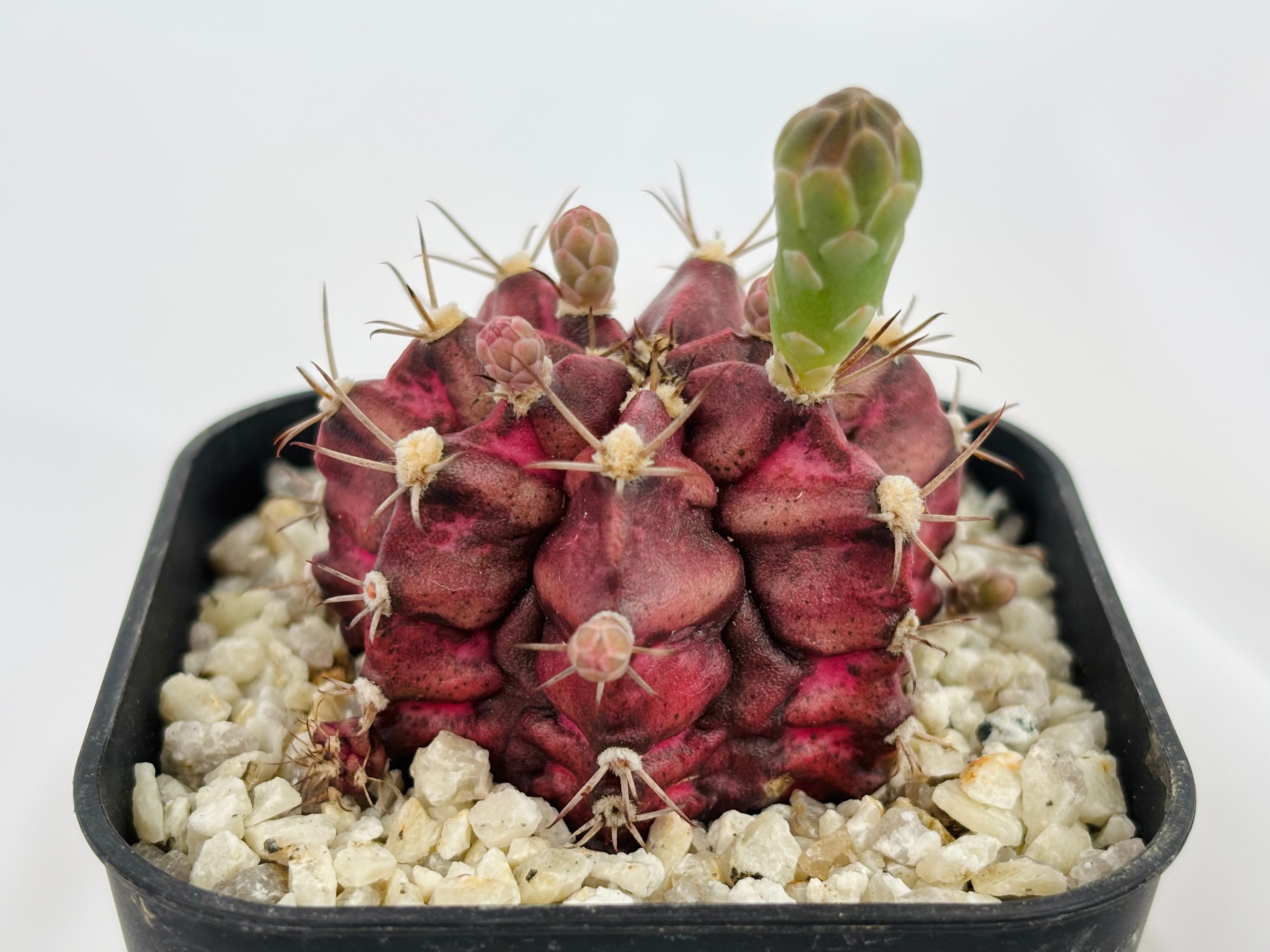Gymnocalycium mihanovichii 緋牡丹錦 デイドリーム×LB サボテン
