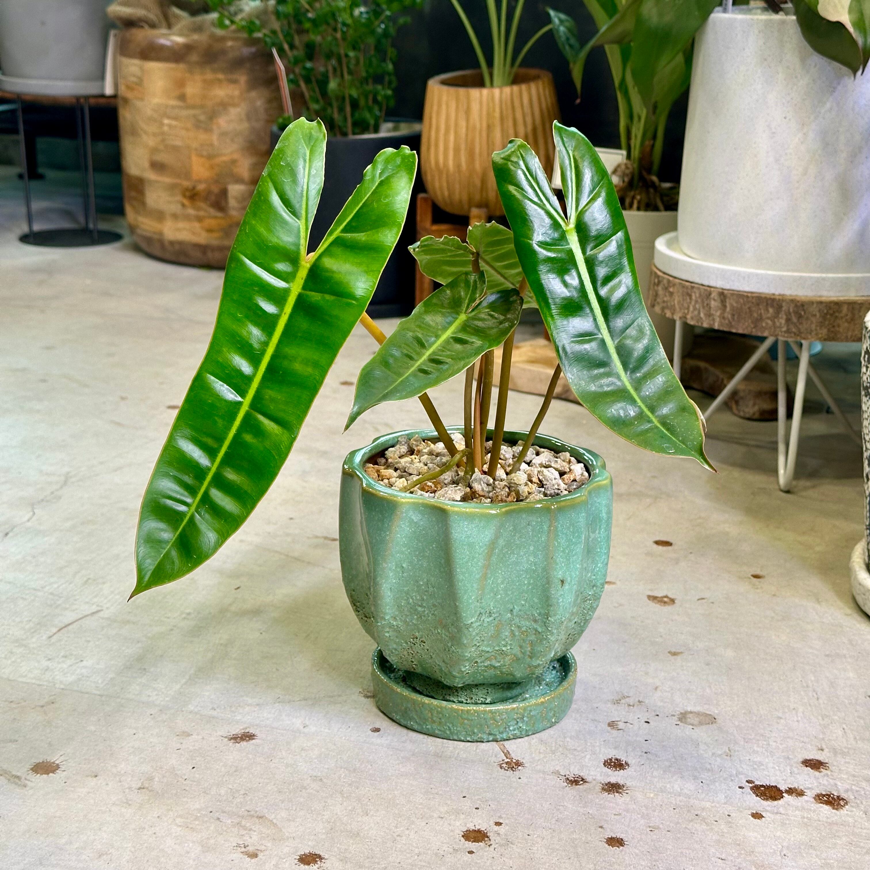 フィロデンドロン・ビレッティア | barrelplants_BONSAI
