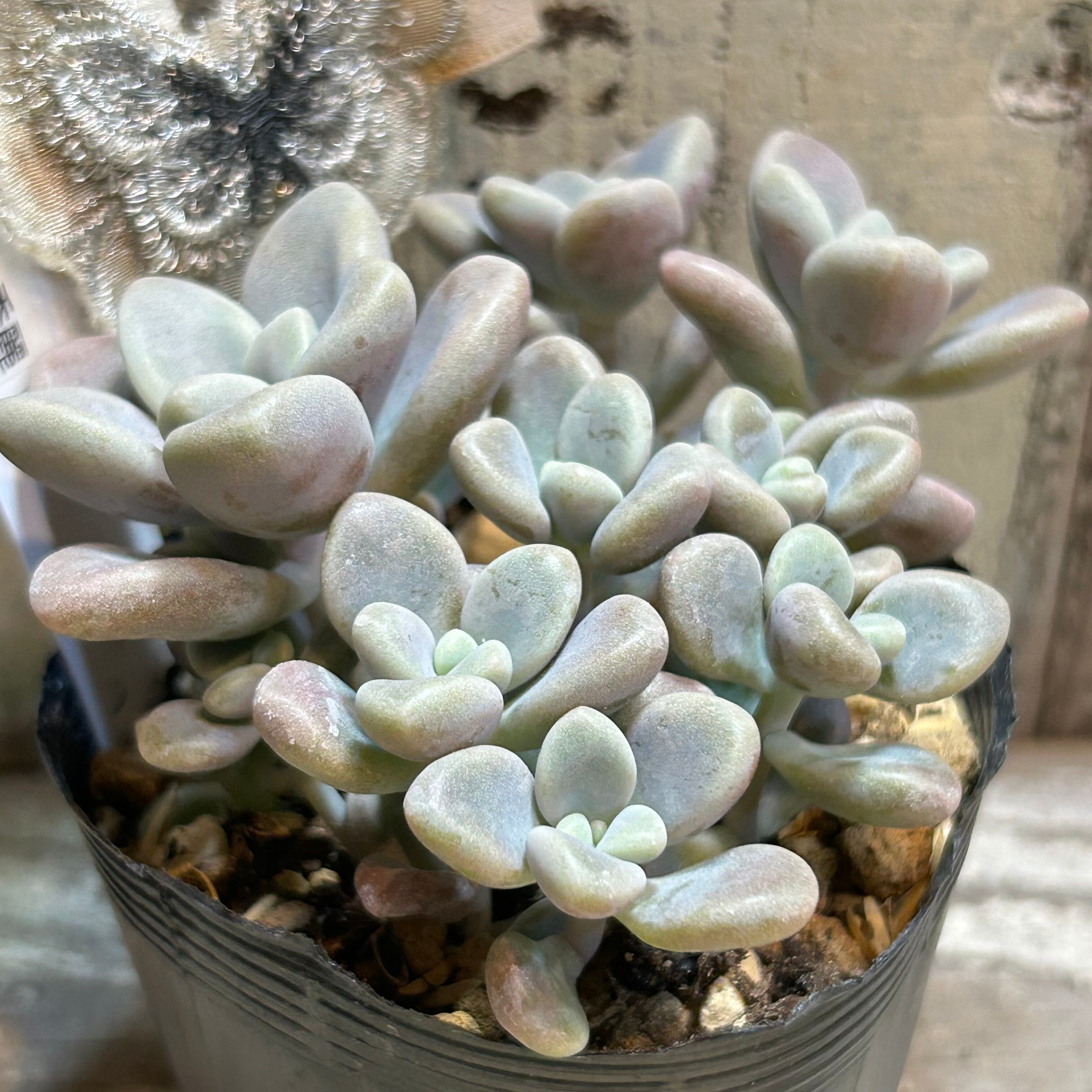 だるま秀麗 | RuPo 多肉植物専門店