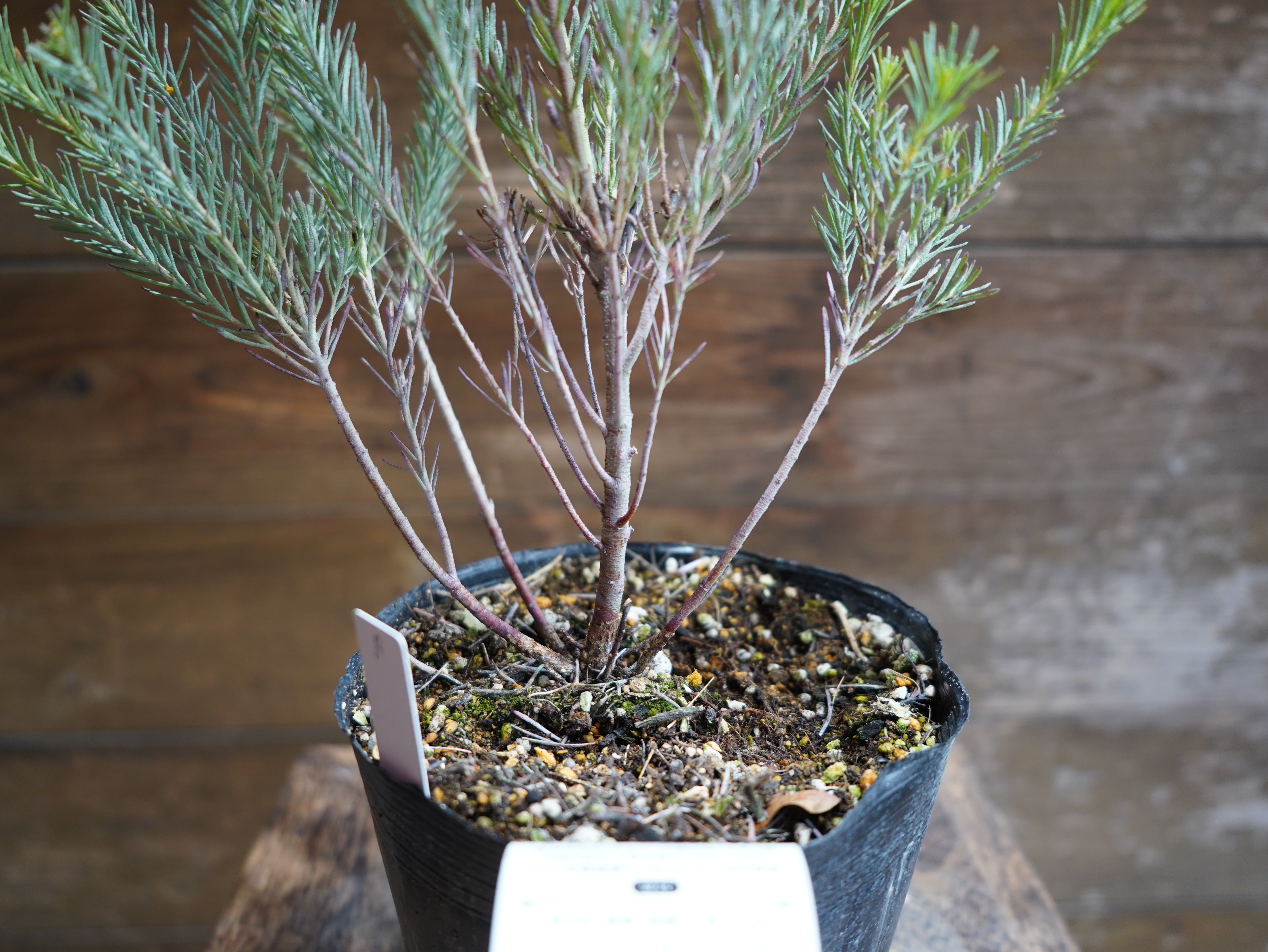 【現物】ユーカリ　”フォーマニー”　B