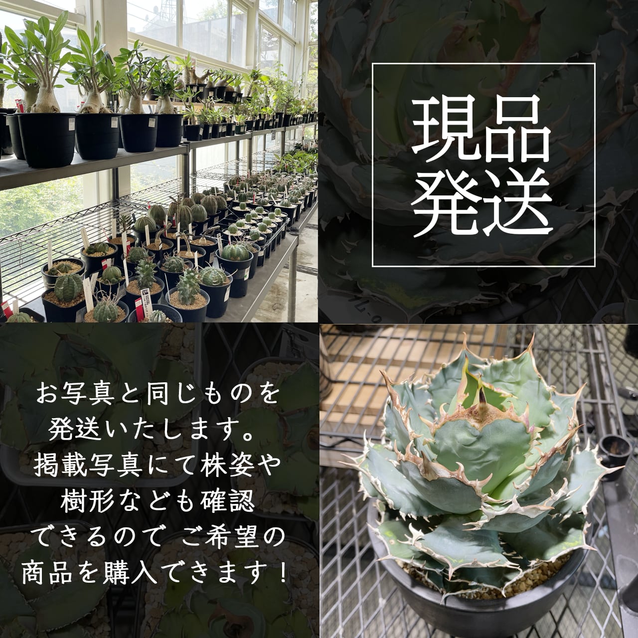 ビカクシダ OMG P. willinckii 'OMG' TC【1077】 | PROTOLEAF ビカクシダ OMG P. willinckii 'OMG' TC【1077】 | PROTOLEAF