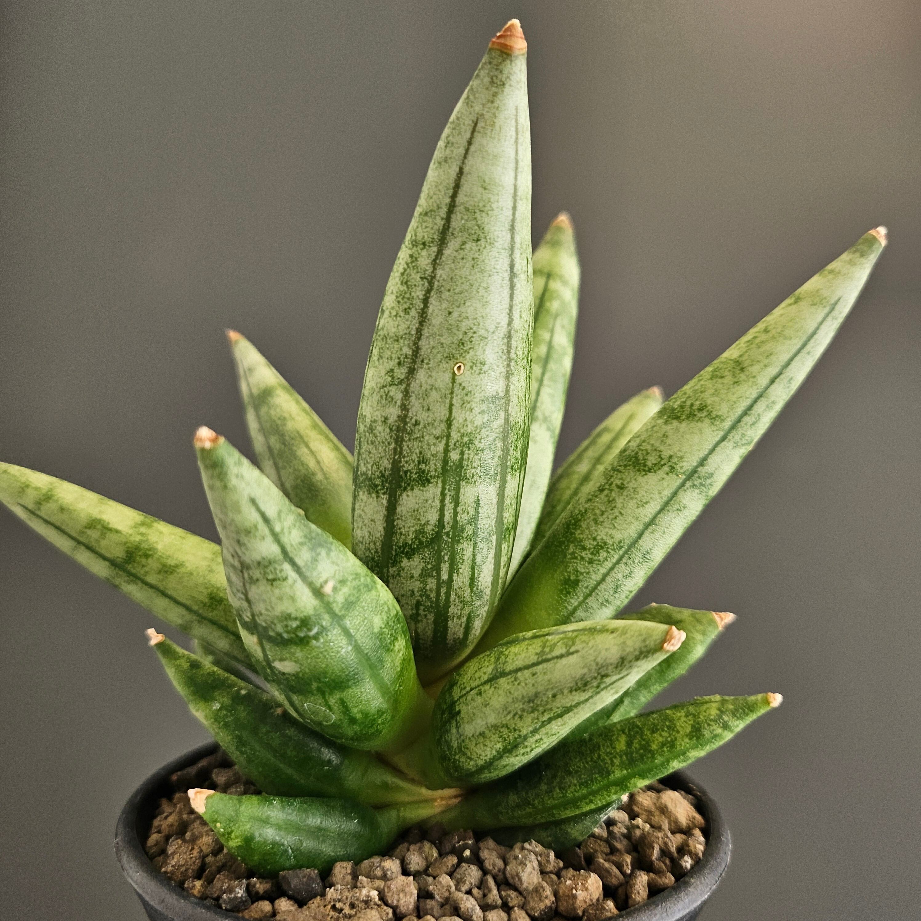 Sansevieria hedgehog サンスベリア ヘッジホッグ | Plants Baka