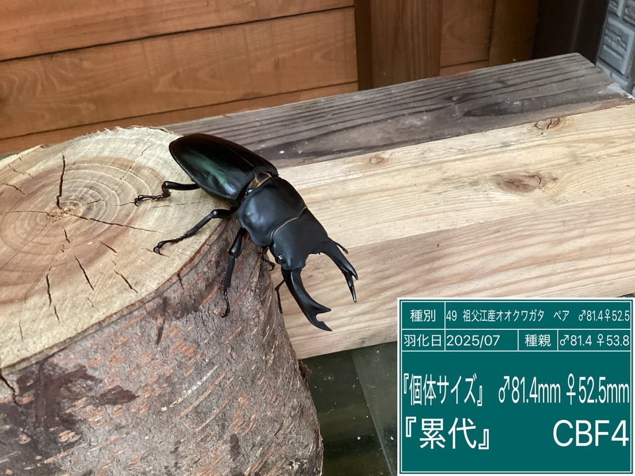 愛知県祖父江産オオクワガタペアNO49 ♂81.4mm♀52.5mm | 国産クワガタ