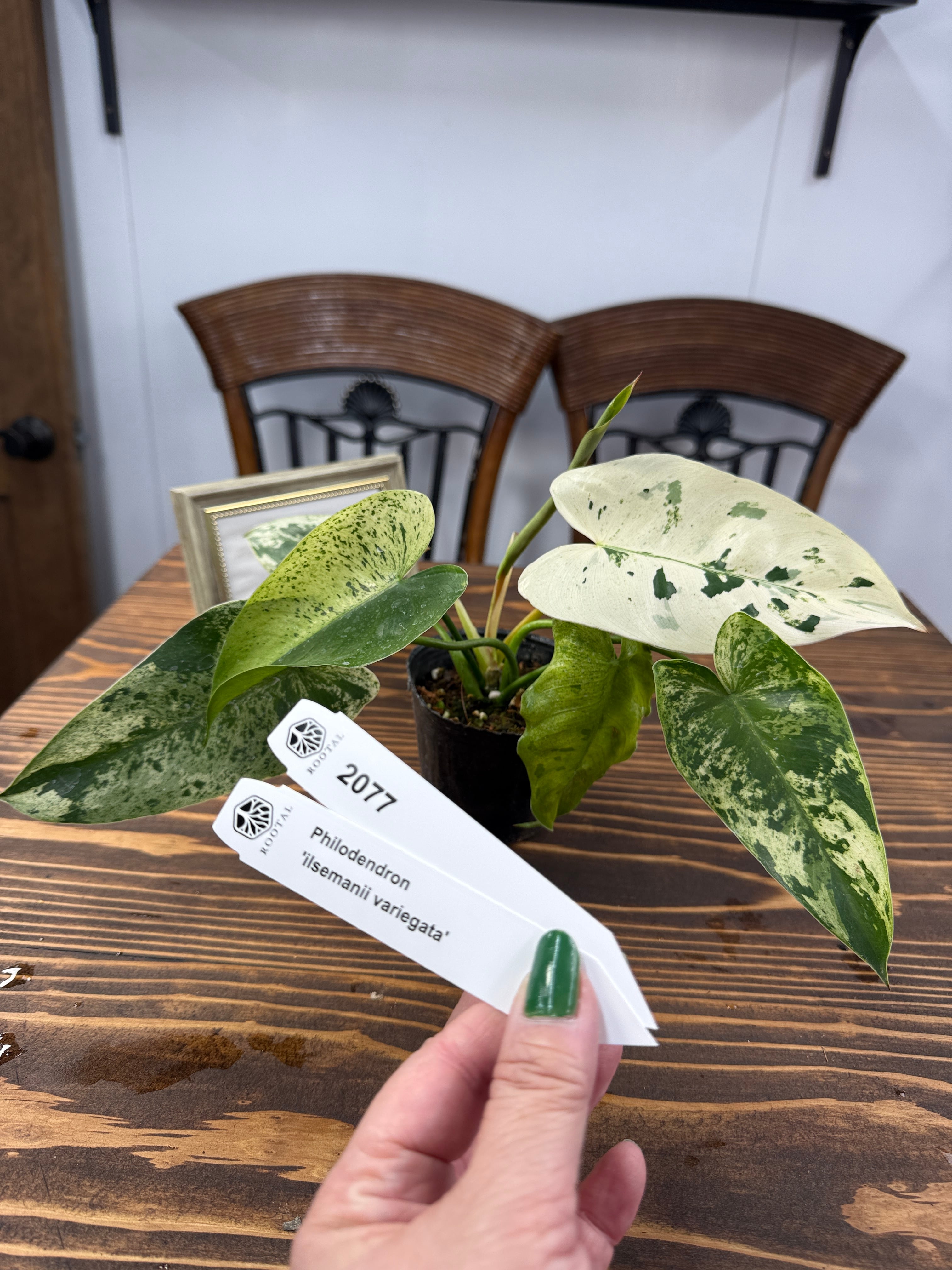 フィロデンドロン | ROOTALPLANTS