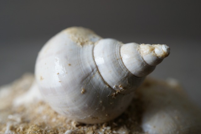 フランス産巻貝化石 Sycum bulbiforme 1273