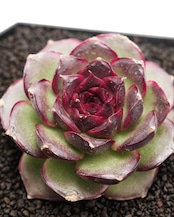 微発根カット苗 パープルピューピル Echeveria 'Purple Pupils'