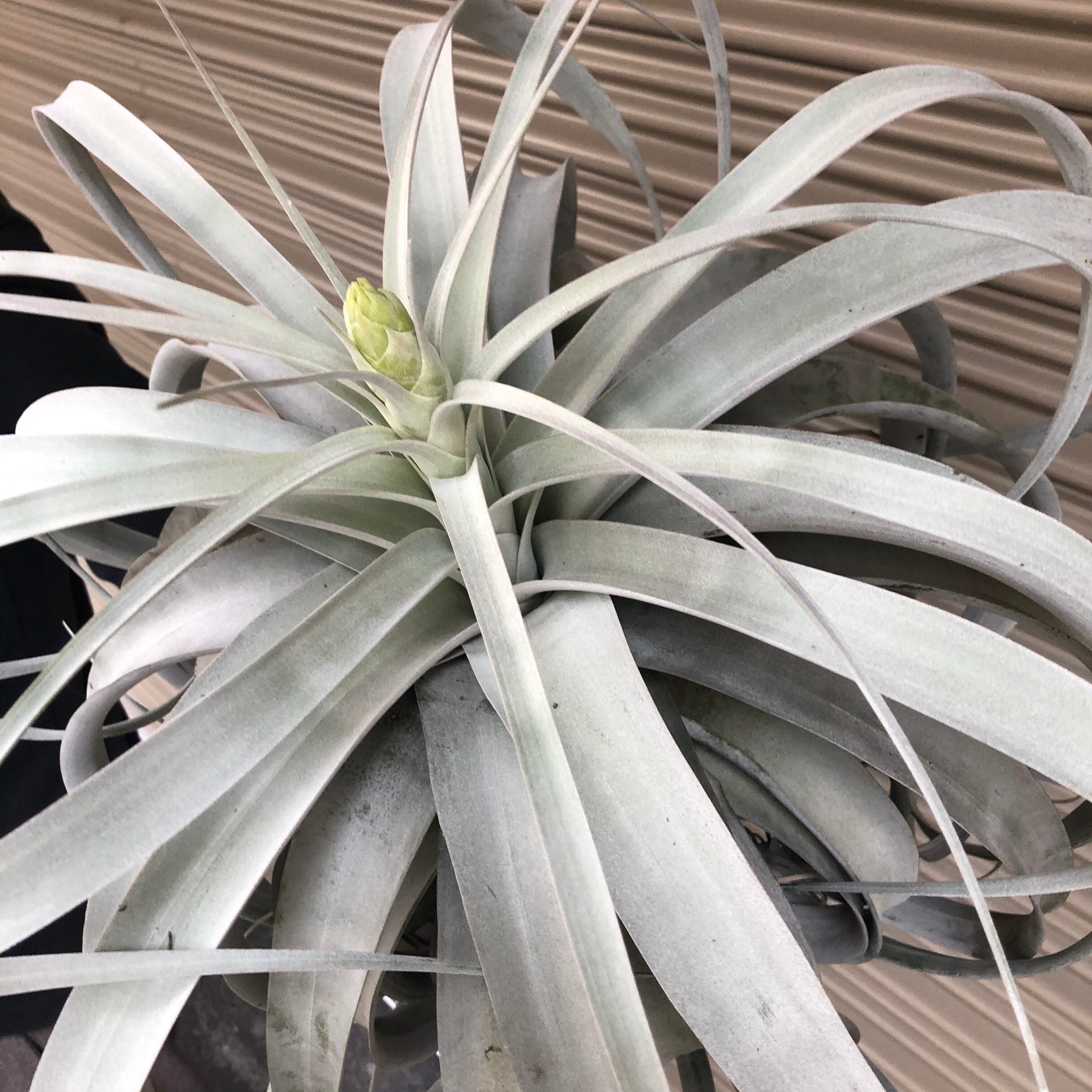 特大 チランジア キセログラフィカ 吊り エアープランツ 送料無料！チランジア キセログラフィカ特大 エアプランツ