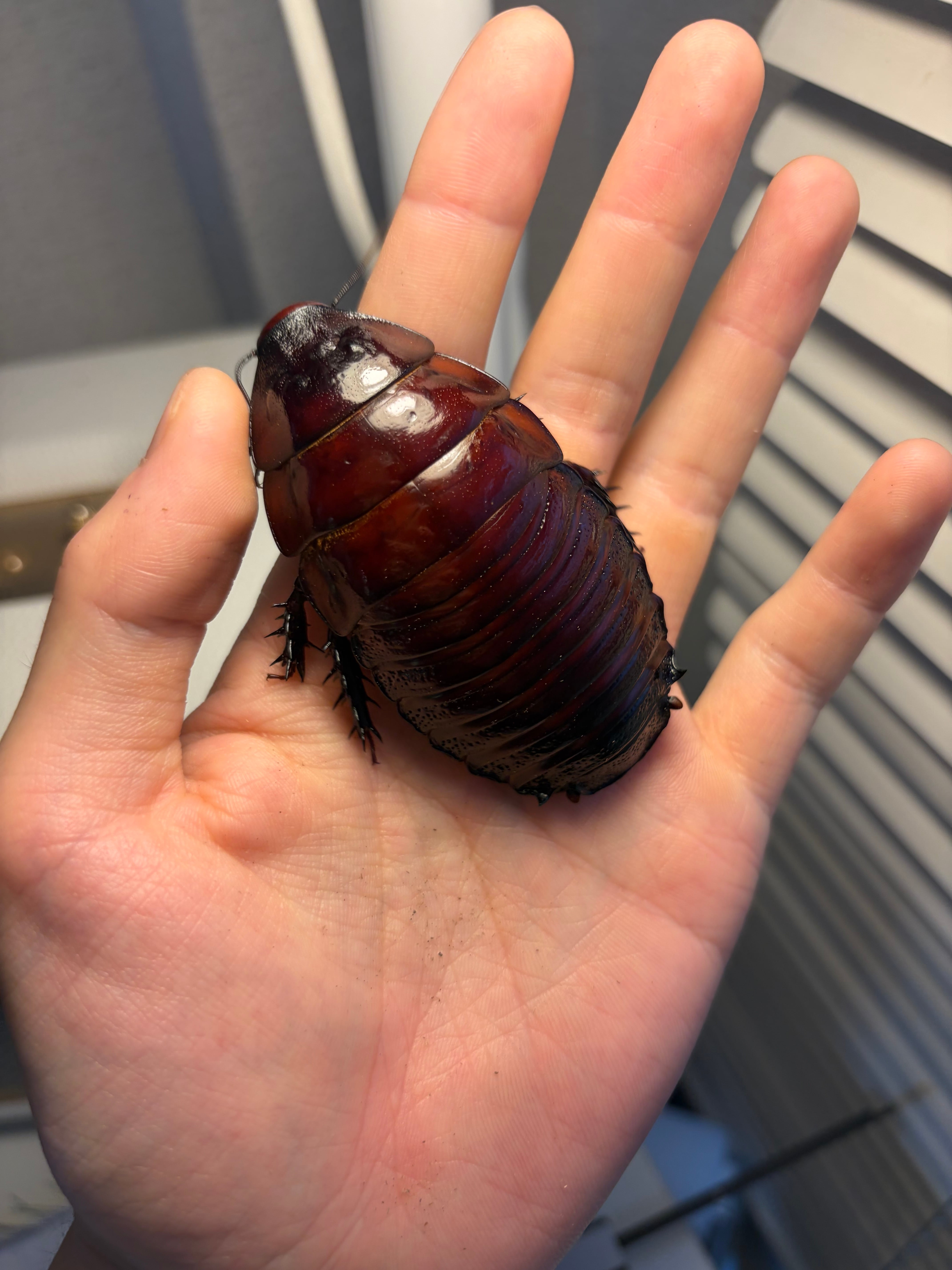 剛毛巨大】ライオンコガネコガネムシハナムグリコブハムシプラチナ