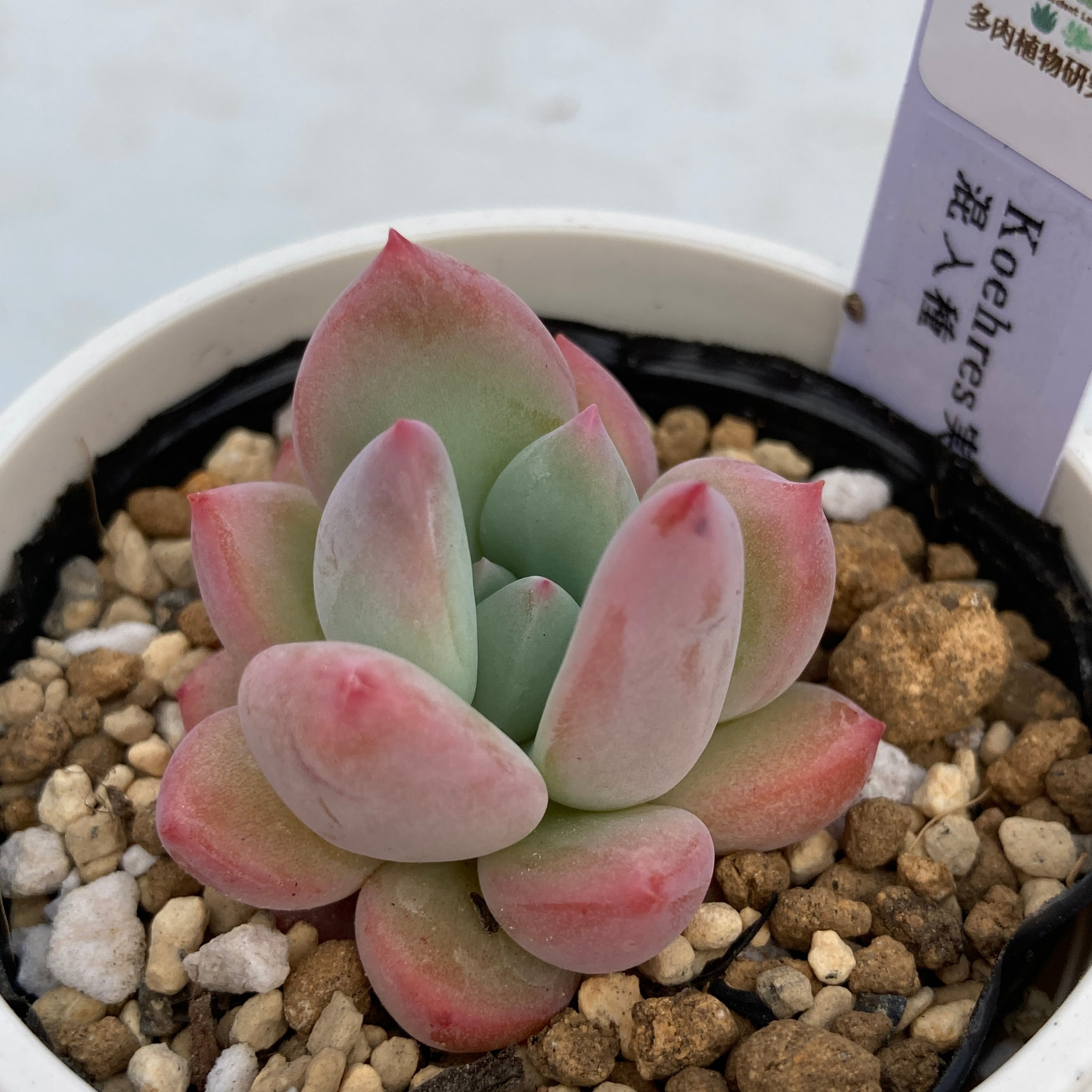 manab ケーレス 種子 現物商品】ケーレス実生混入種 | 多肉植物研究所