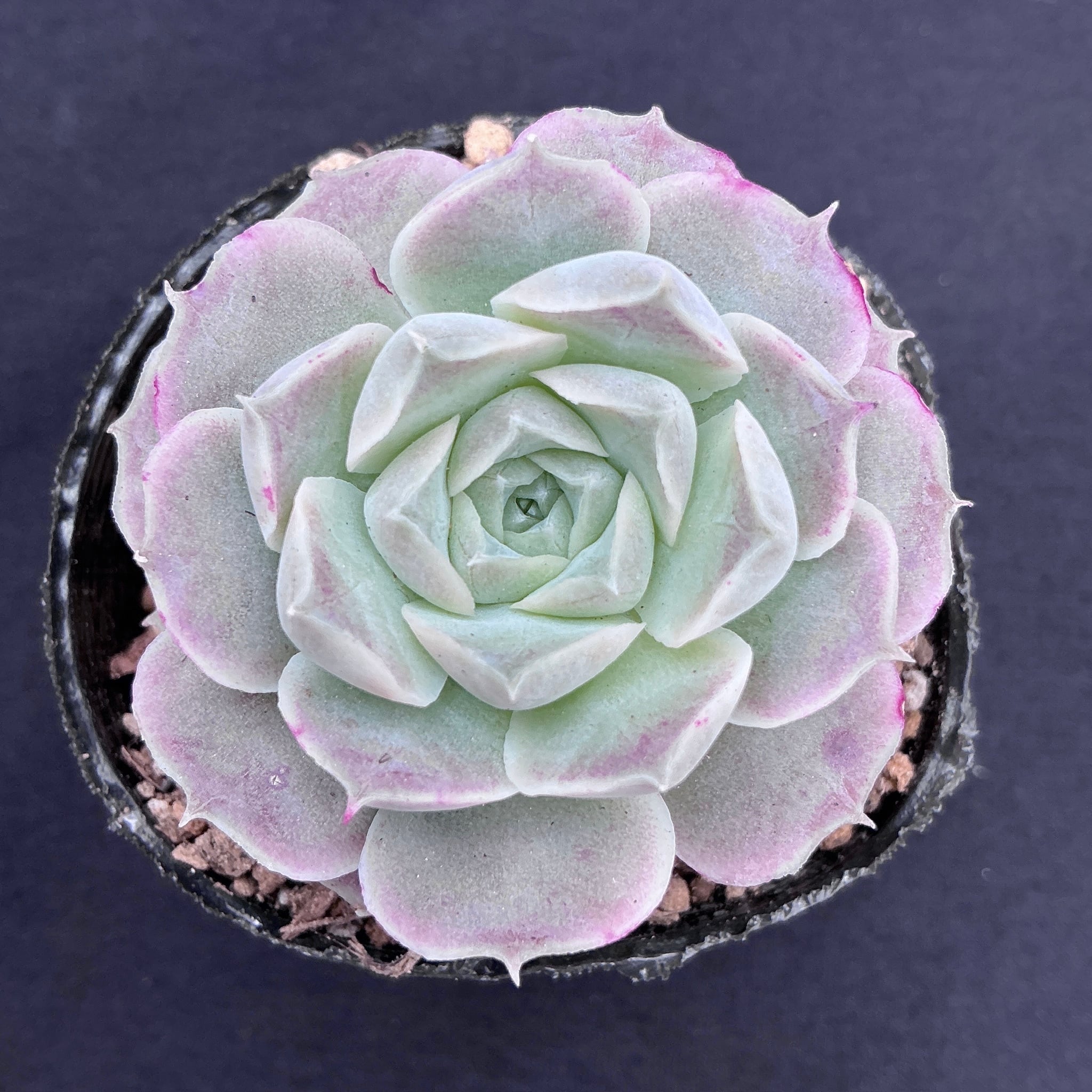 hyalina,Santa Maria Mexicano（実生苗） | 多肉アン