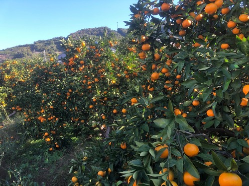 紀州本場しもつ蔵出しみかん10kgご家庭用