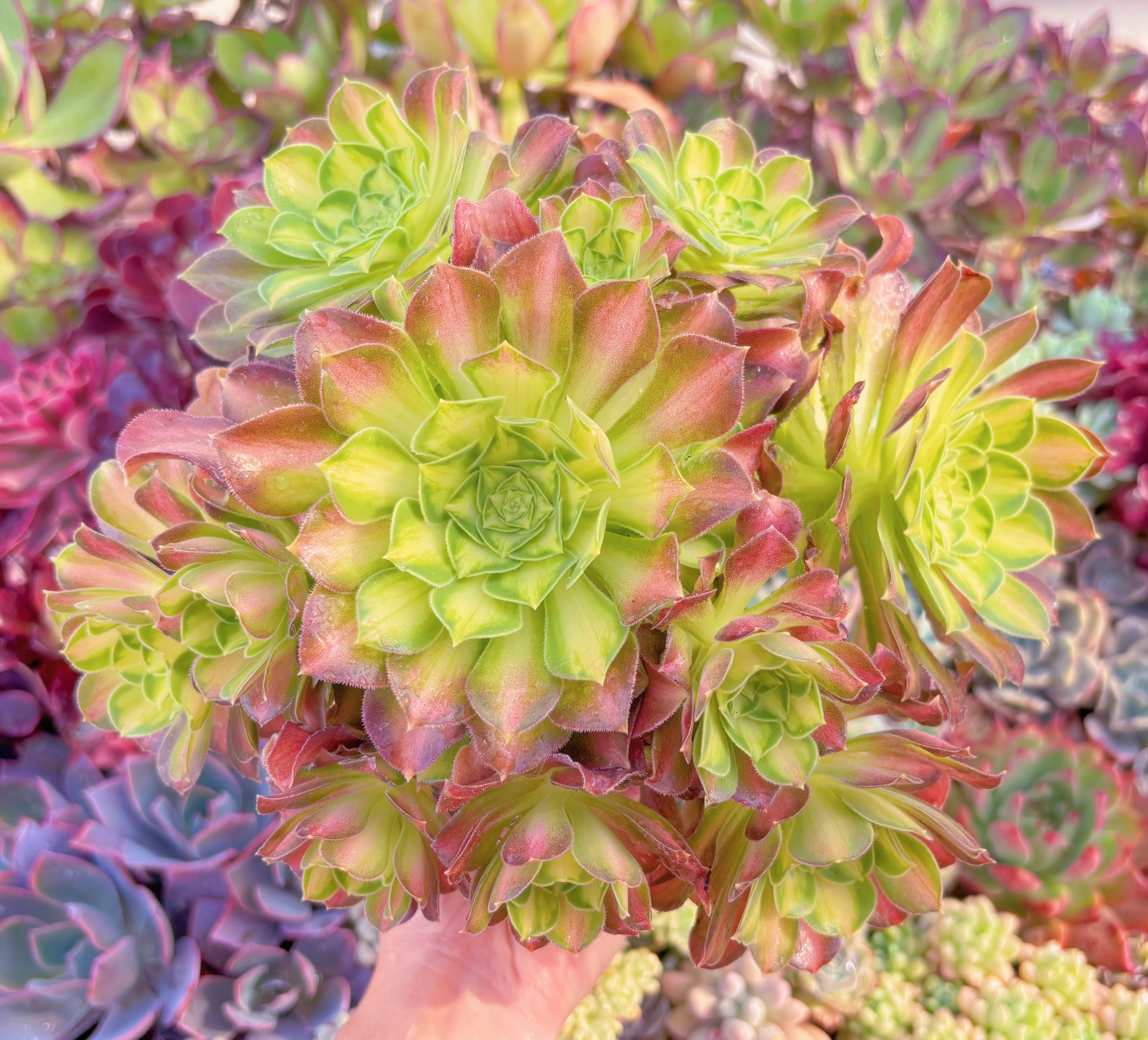 現品　パラダイス錦#B45　特大群生　るる農園