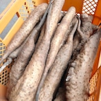 【鳥取県産】粘り抜群！ねばりっこ 1kg 長芋 山芋
