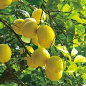 瀬戸内檸檬チューハイ 250㎖