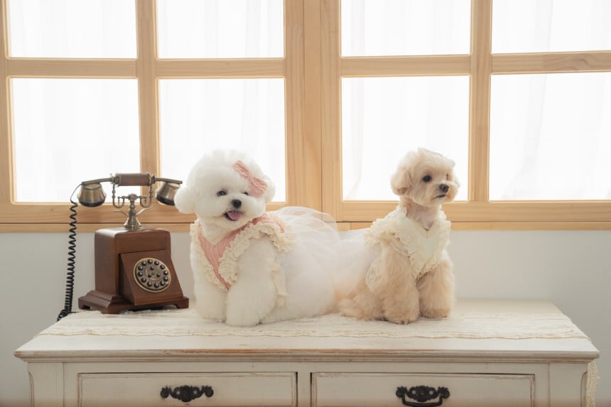 【Dailypetchon】Bongbong Lovely Knit Bustier