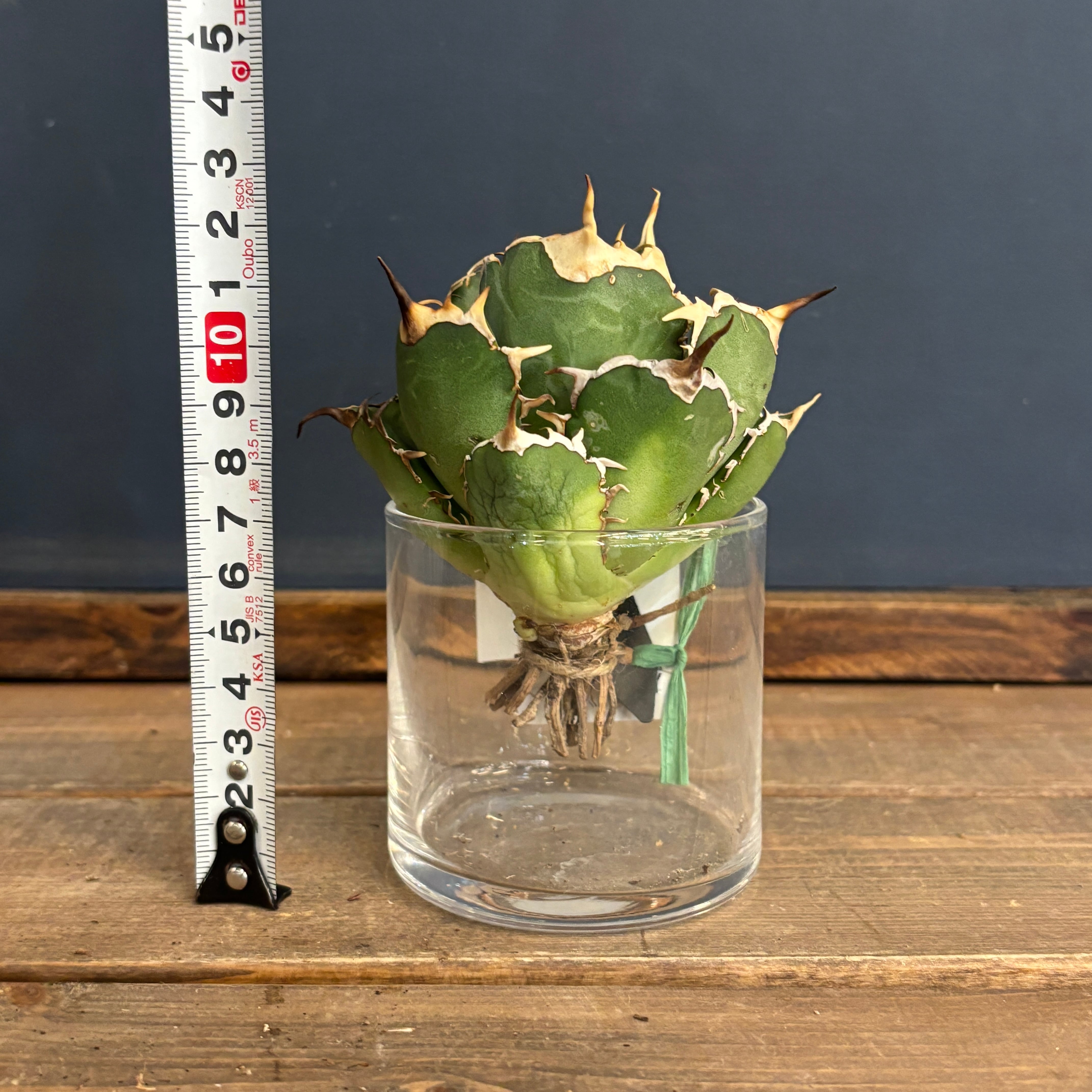 アガベ チタノタ ドラゴンクロー【933】 | PROTOLEAF プロトリーフ