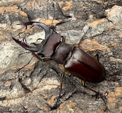 【WD】2018新種記載《ジュシャンミヤマ 54mm ペア》