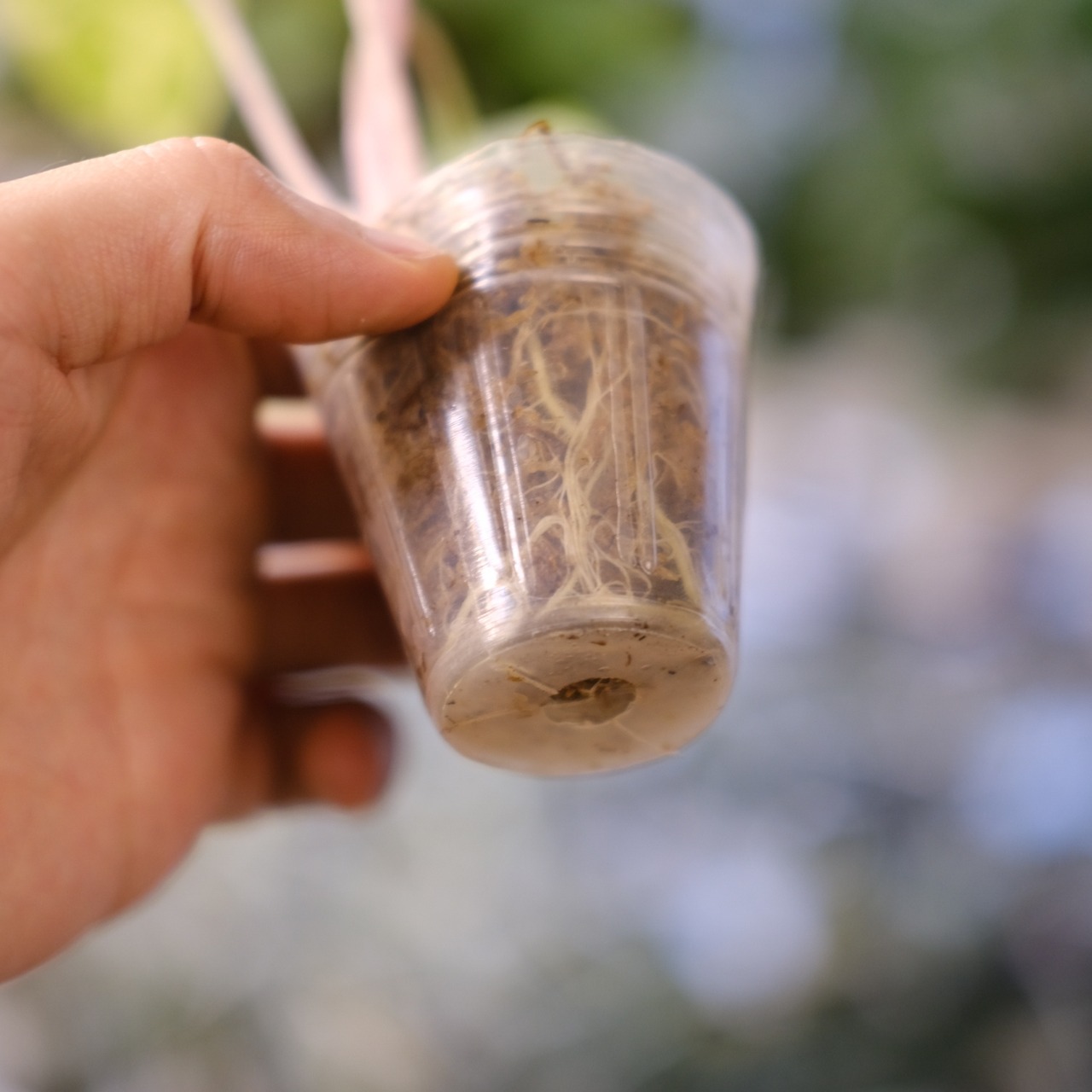 Alocasia Pink Dragon / アロカシア ピンクドラゴン③│観葉植物