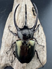 【WD】《ジャワコーカサスオオカブト 95mm ペア》