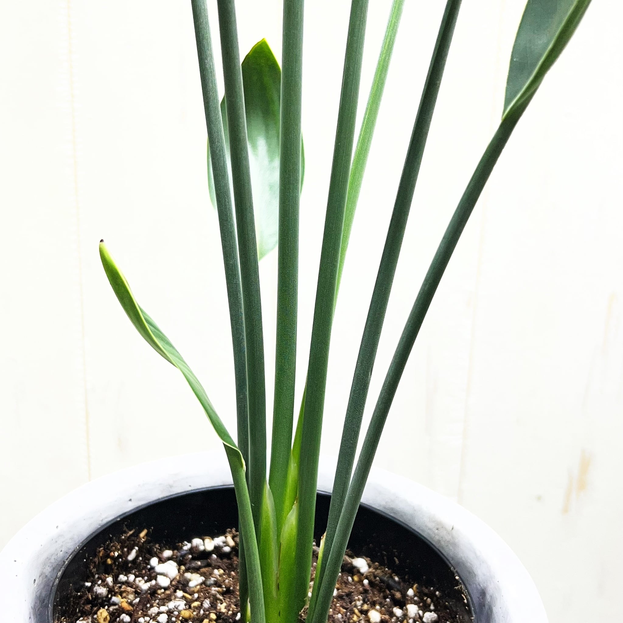 ストレリチア ユンケア ノンリーフ セメント鉢植え 受け皿付き
