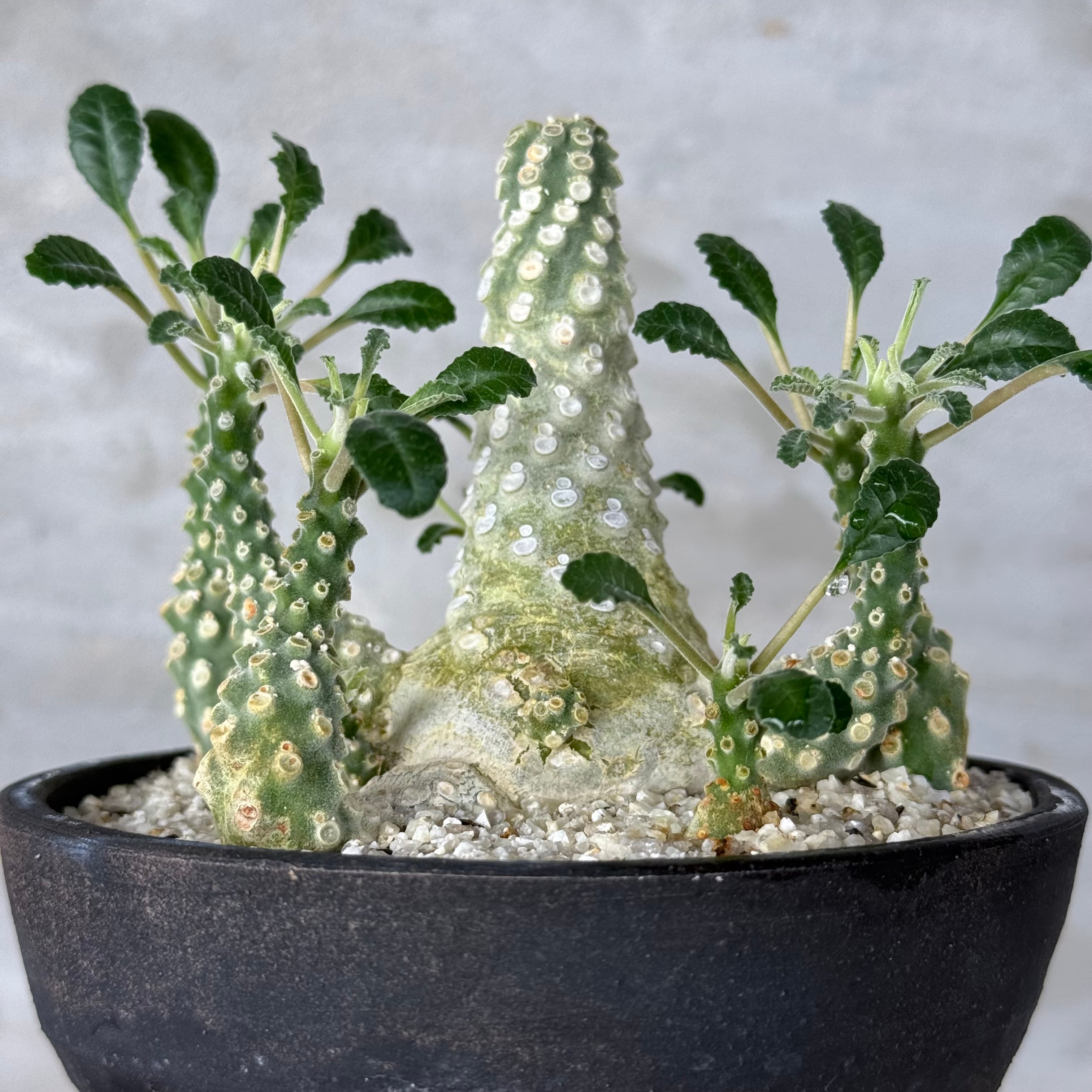 植物 ×鉢】ドルステニア ラブラニー × 陶器鉢 Dorstenia lavrani | A