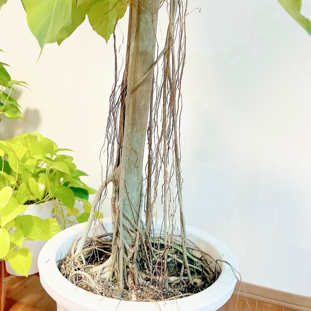 フィカス ウンベラータ 観葉植物 calm cafe