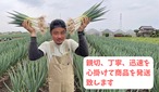 深谷蜜ねぎ2,5キロ