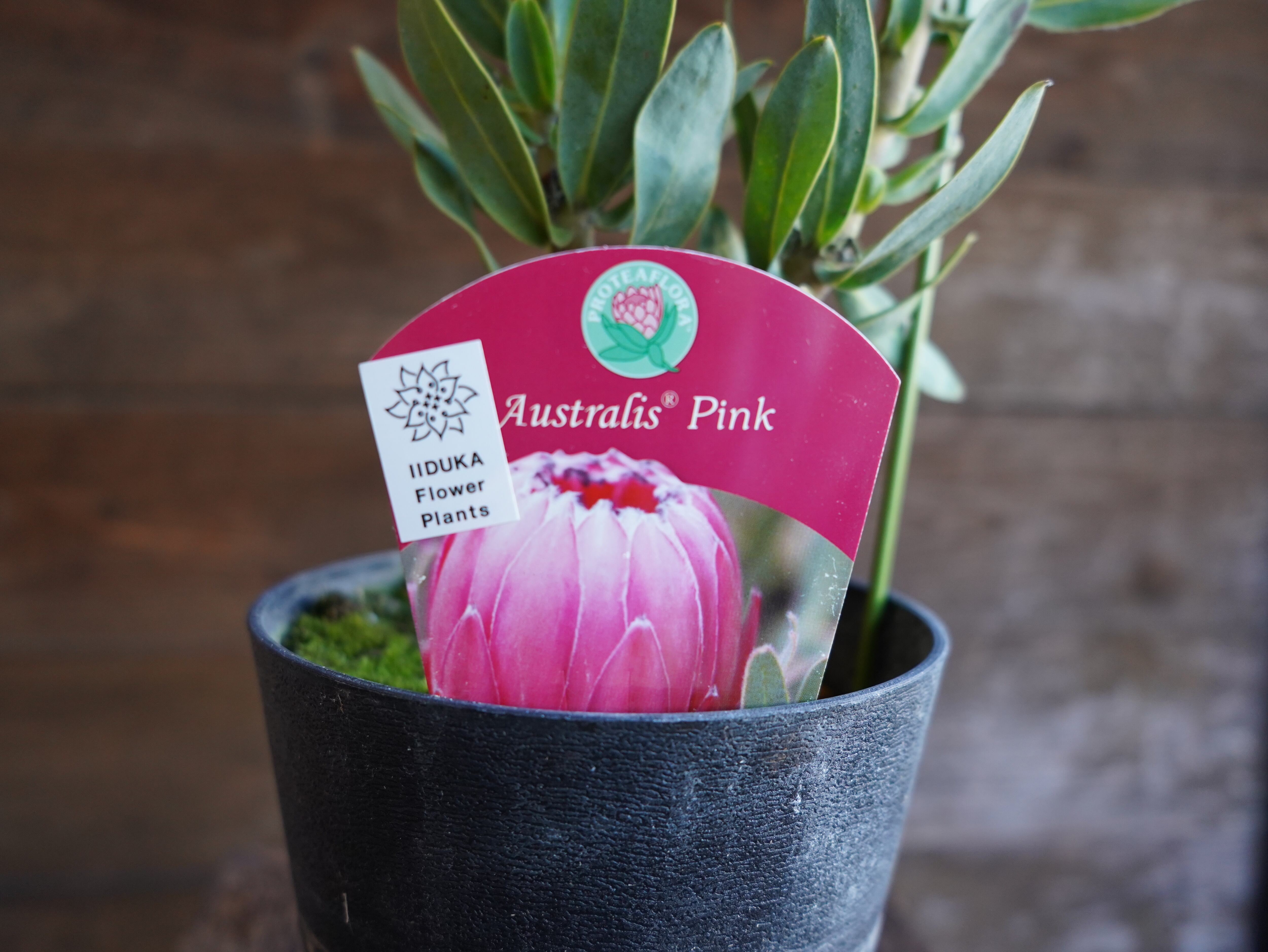 【現物】プロテア ”オーストラリスピンク” A