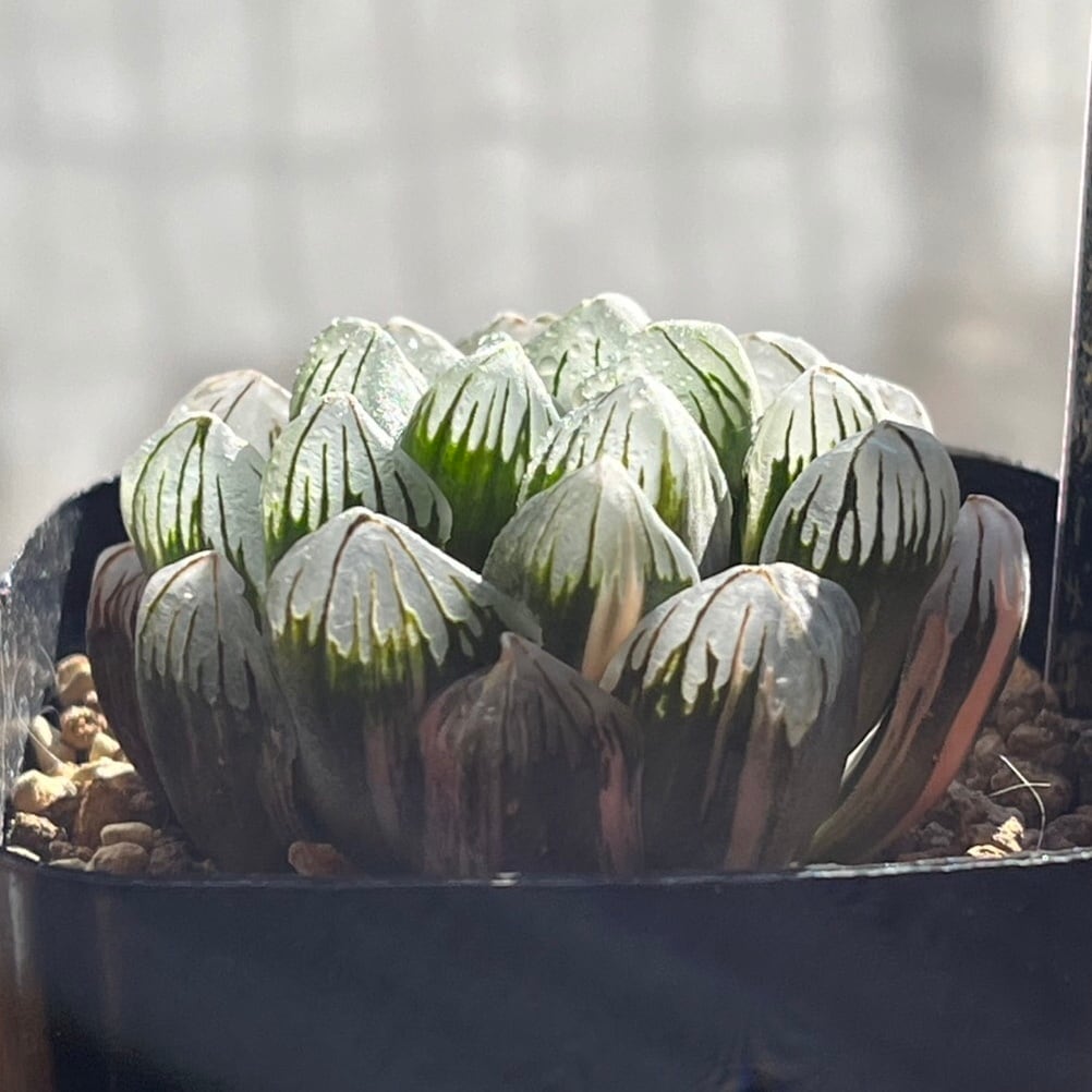 28E 多肉植物 ハオルチア 老川オブツーサ錦糊斑 ハオルチア 老川