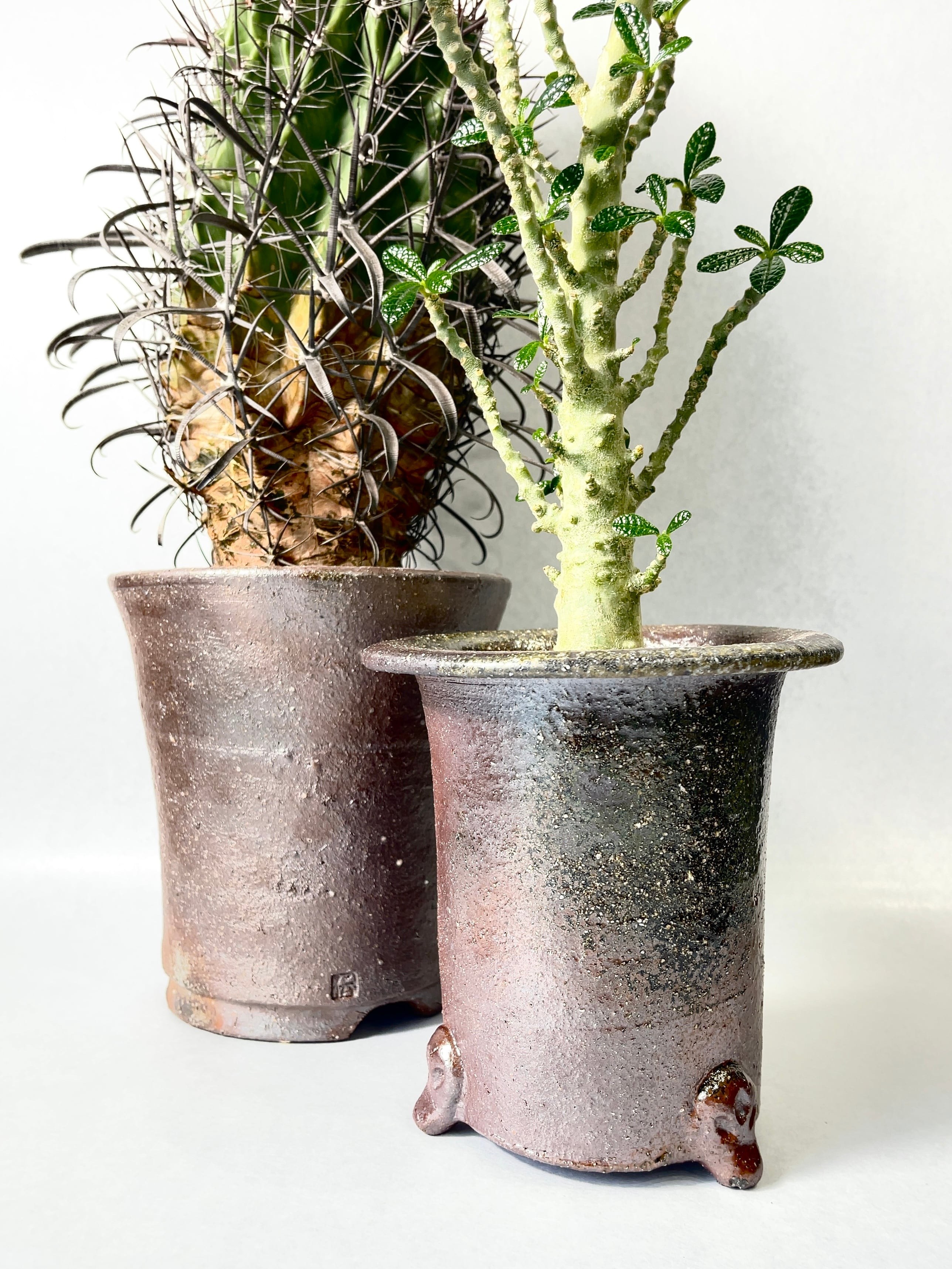 サボテン　フェロカクタス サボテン：フェロカクタス 偉冠竜*幅16cm 現品！一品限り | サボテン