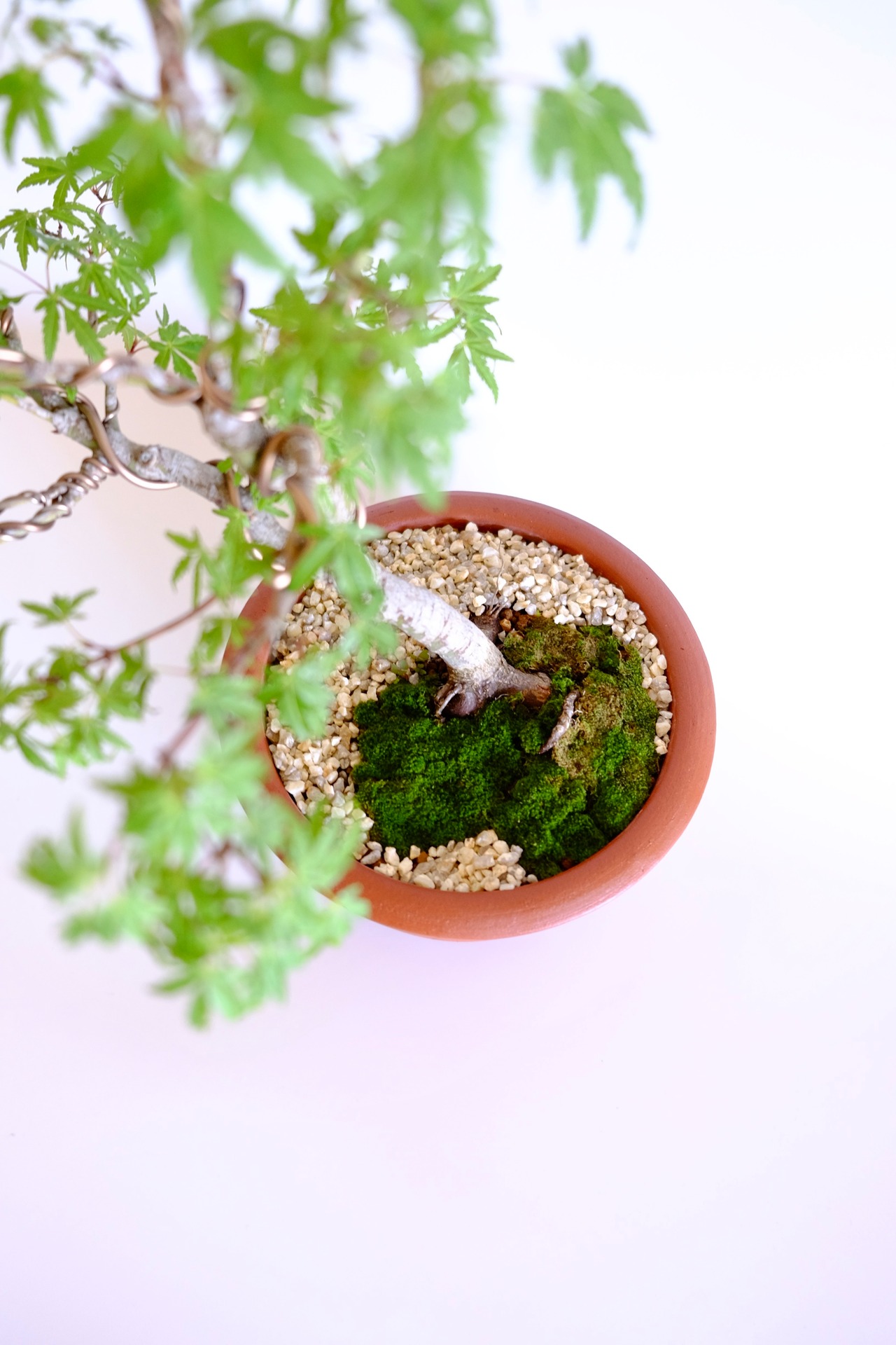 17. 行姫紅葉 Yukihime momiji (Yukihime ｍaple）