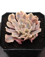 カット苗 リベリア錦 Echeveria 'Liberia Variegated'