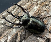 【WD】《ミンダナオアトラスオオカブト 90mm ペア》